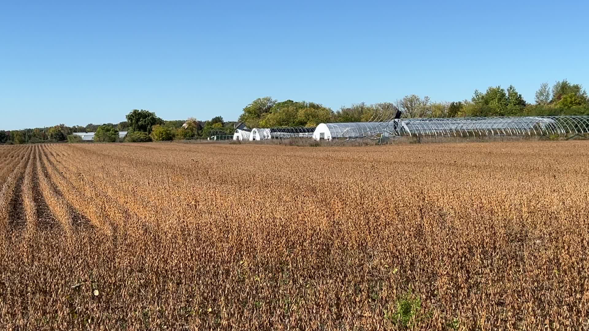 Soybean farming in Canada