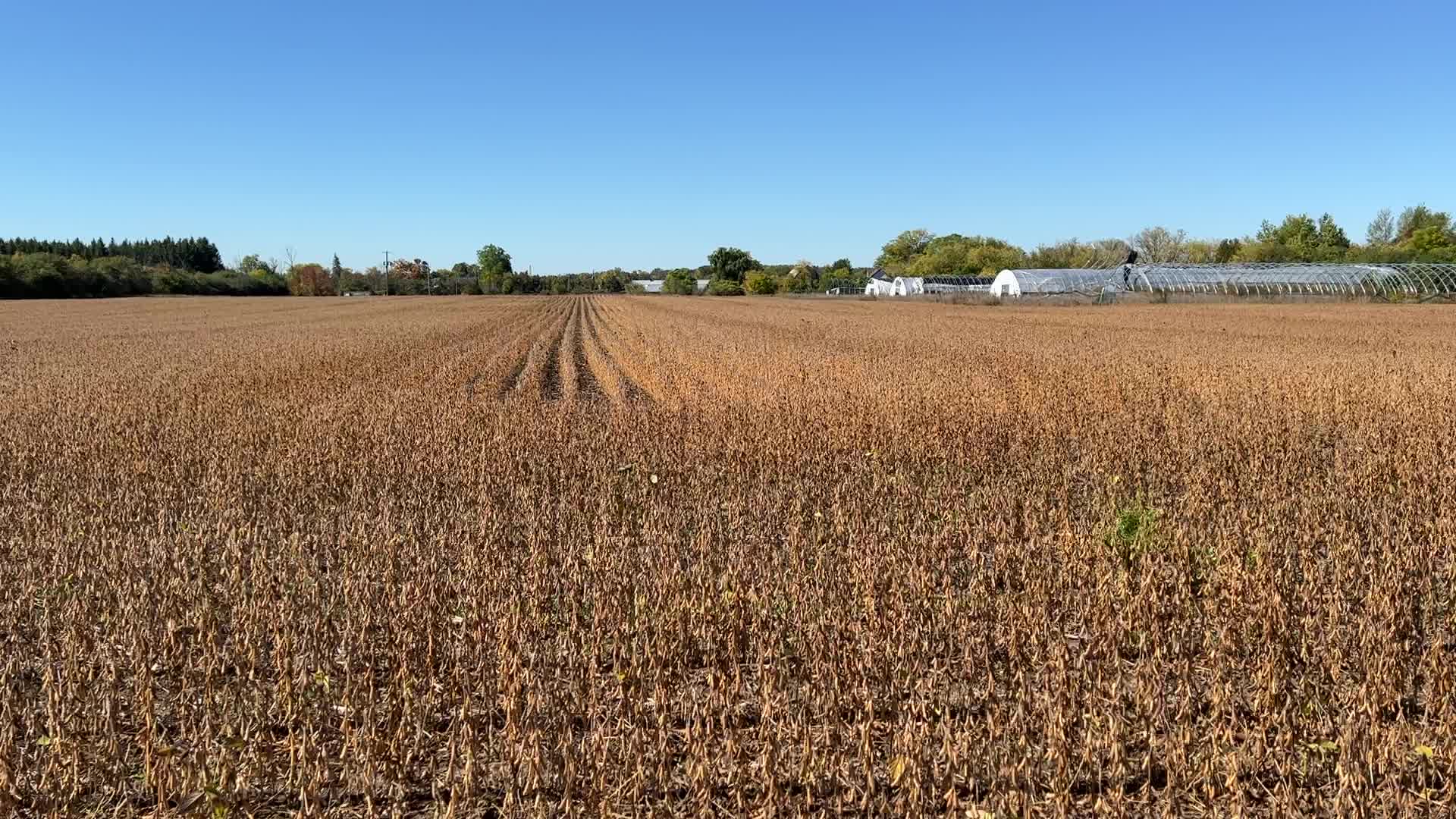 Soybean farming in Canada