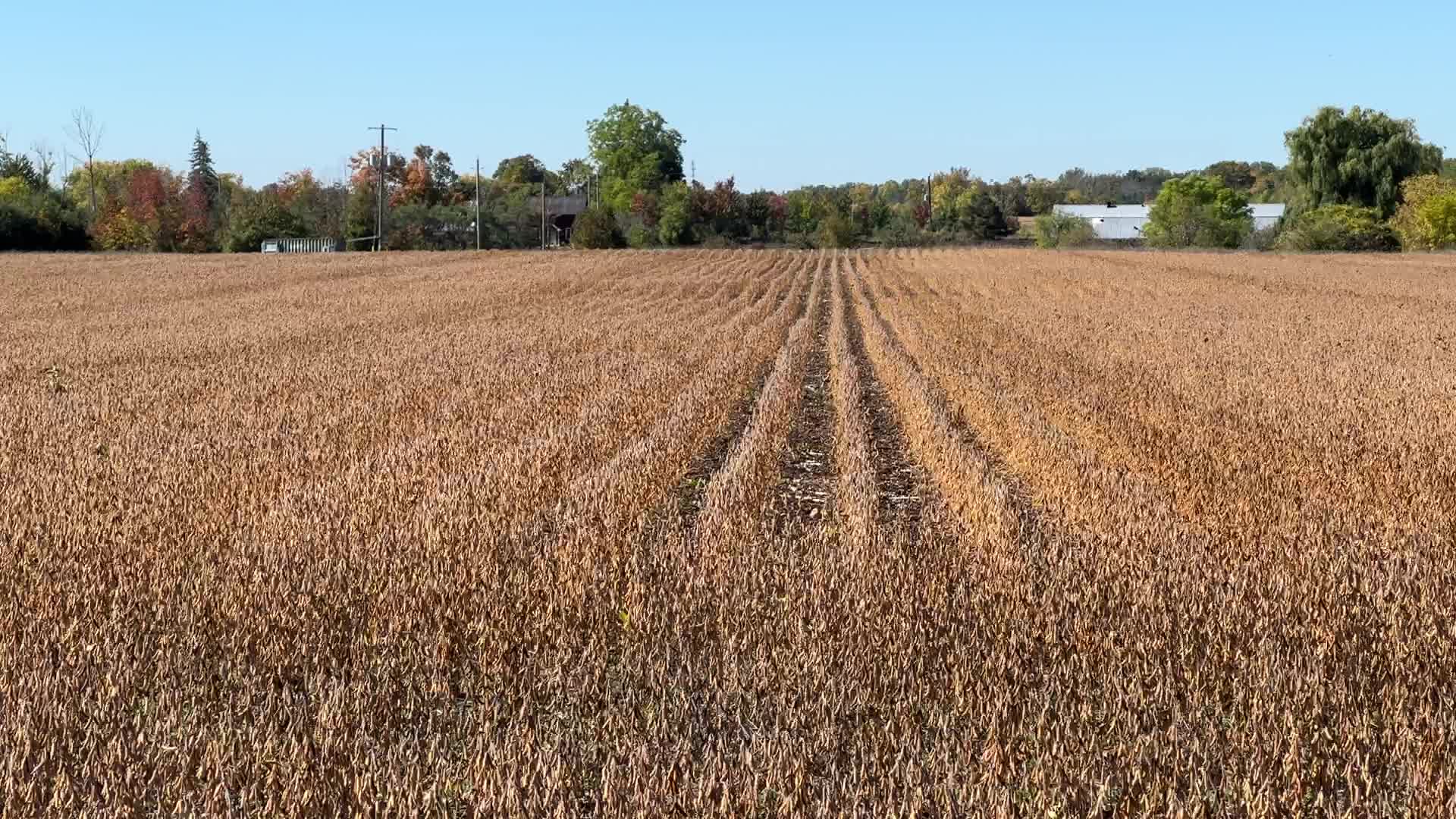 Soybean farming in Canada