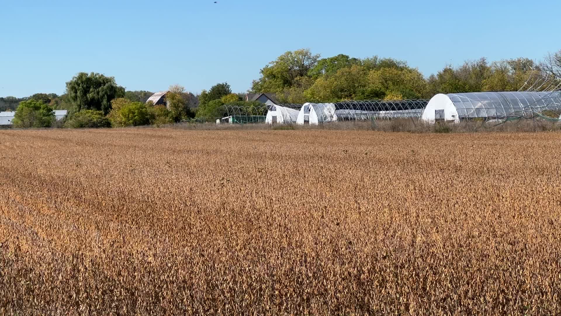 Soybean farming in Canada