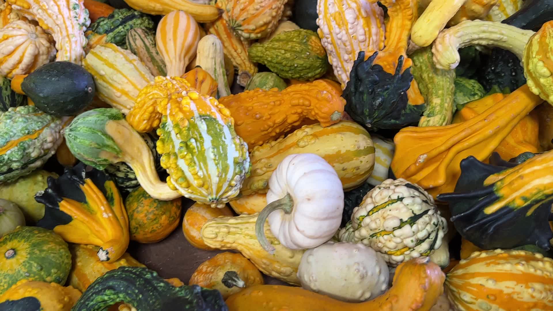 Decorative gourds