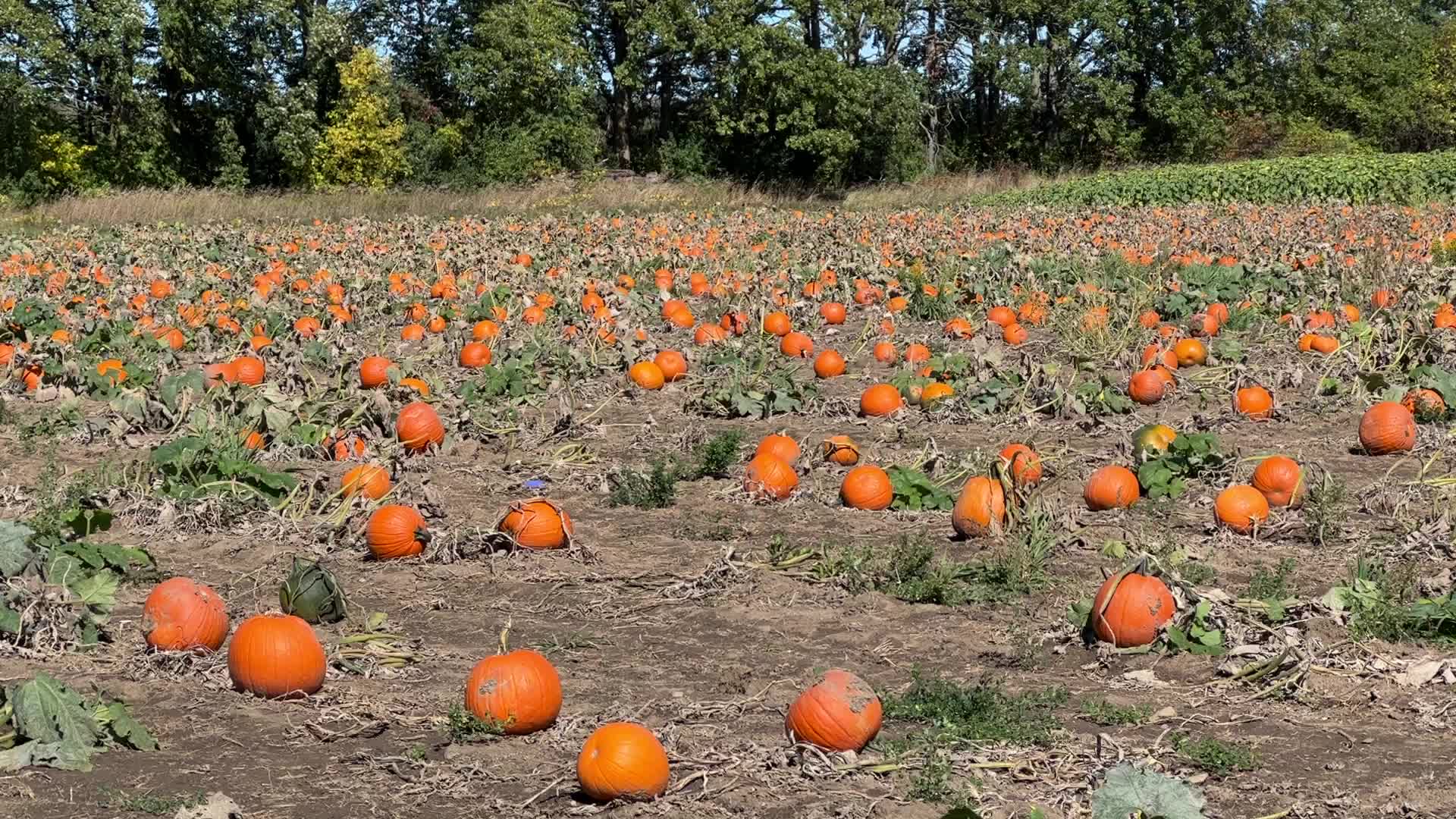 Pumpkin patch at a farm in Canada
