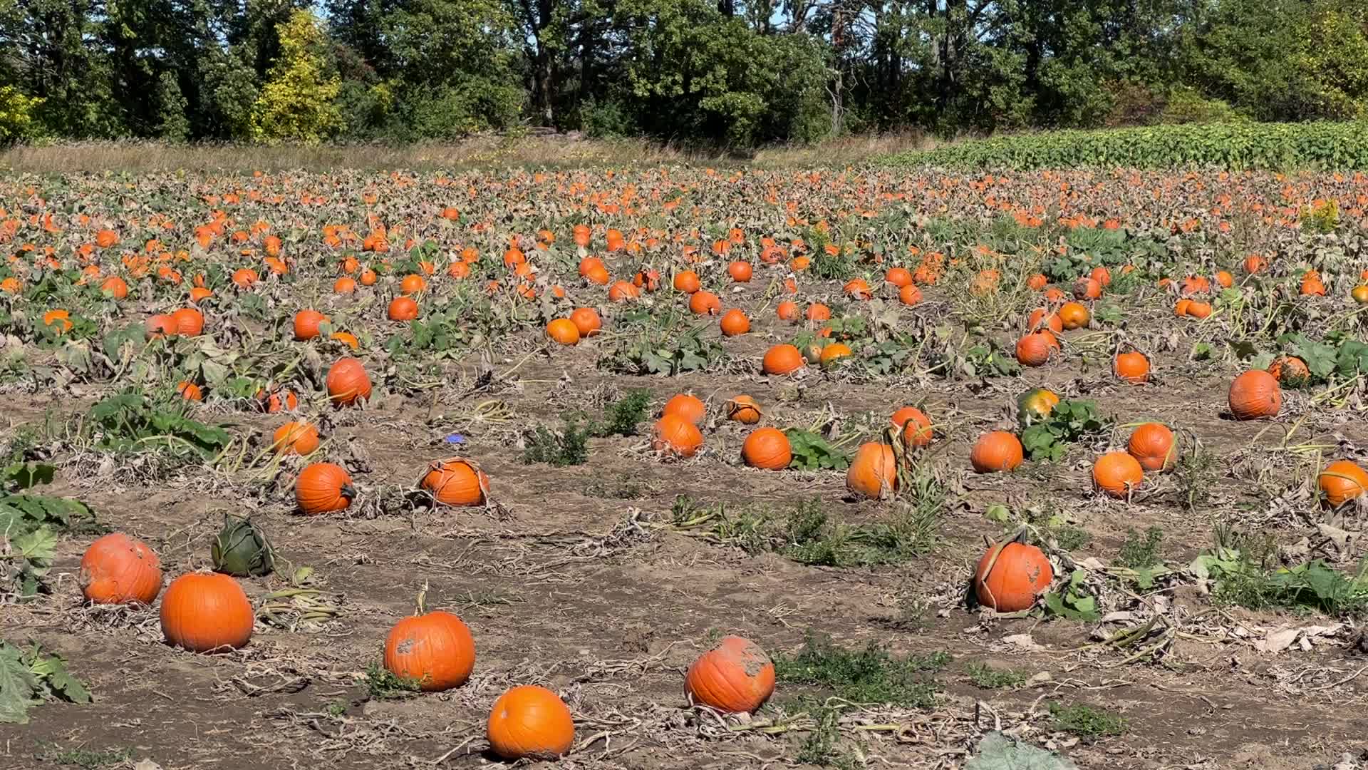 Pumpkin patch at a farm in Canada