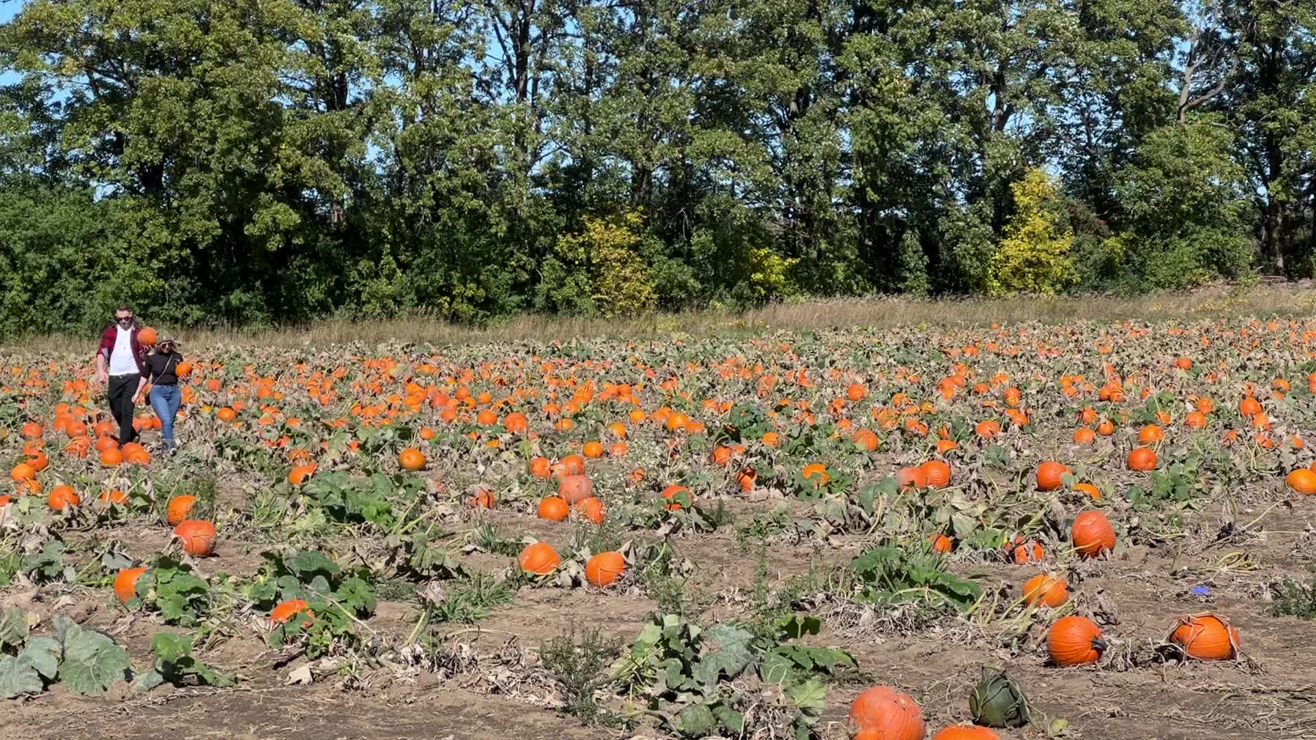 Pumpkin patch at a farm in Canada