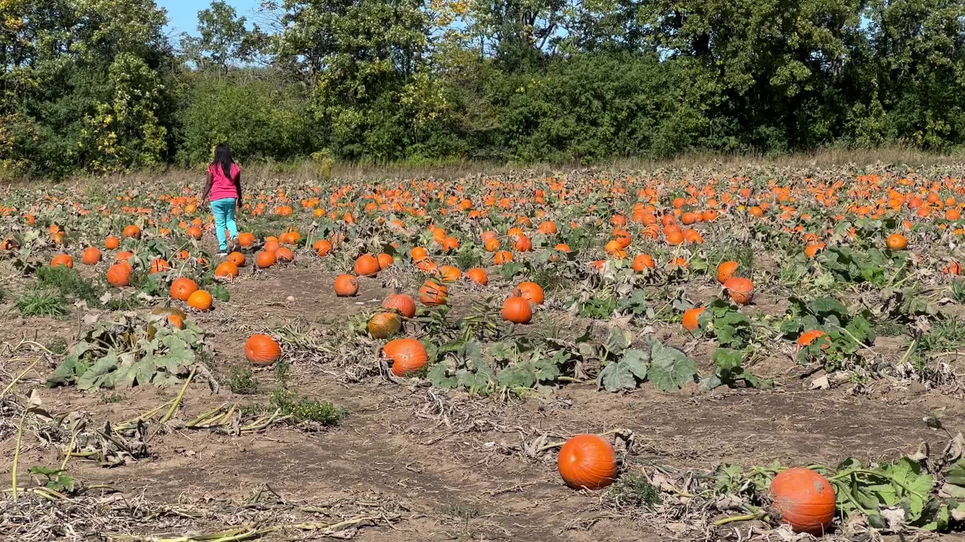 Pumpkin patch at a farm in Canada