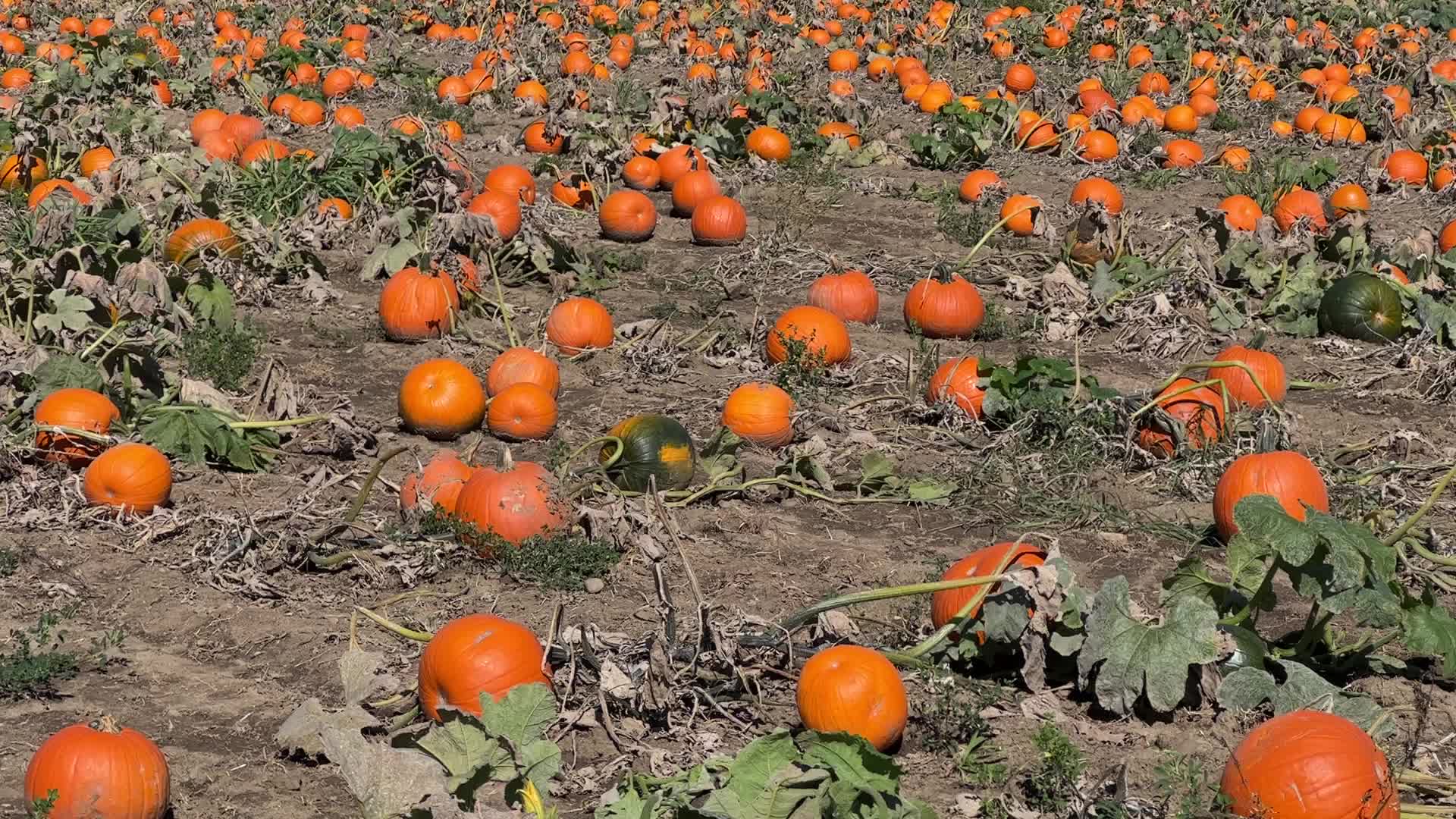 Pumpkin patch at a farm in Canada