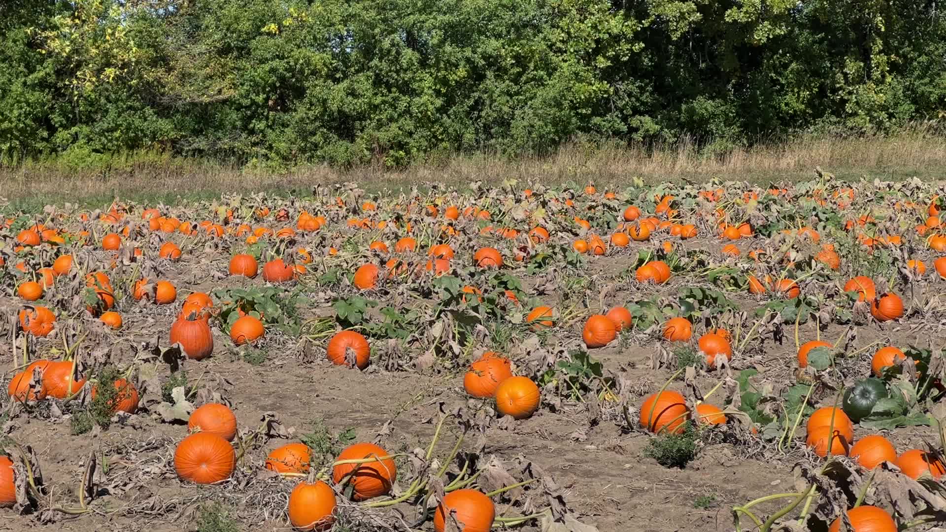 Pumpkin patch at a farm in Canada
