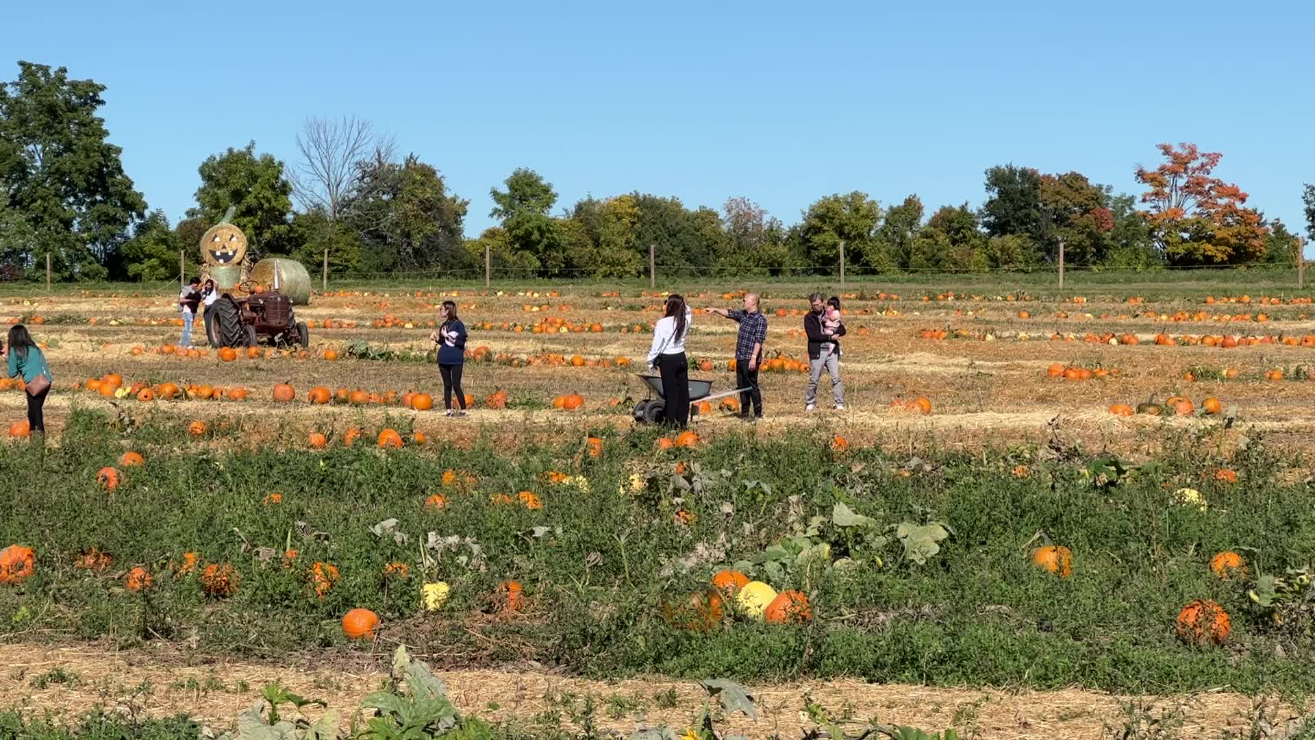 Pumpkin patch at a farm in Canada