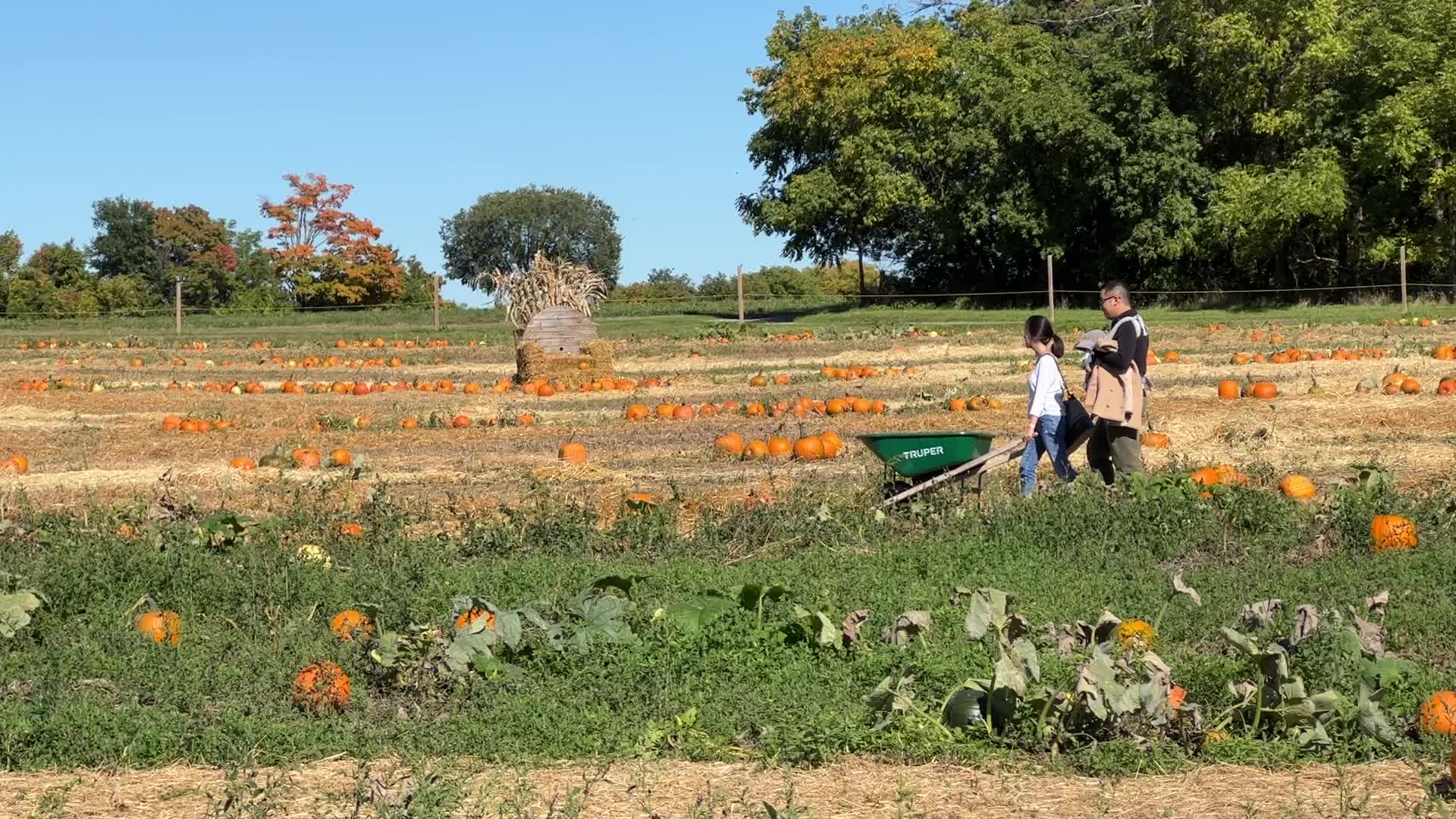 Pumpkin patch at a farm in Canada