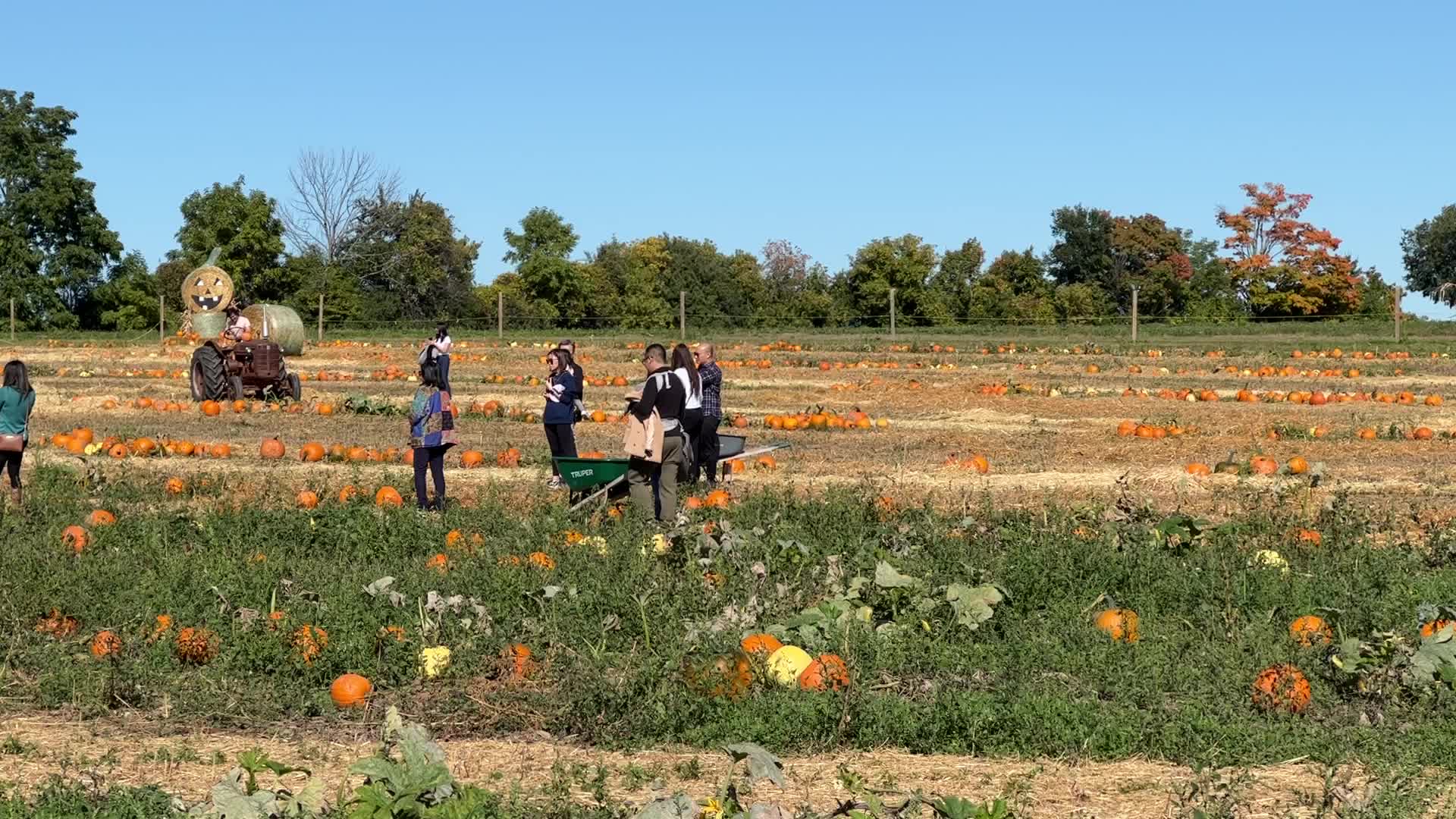 Pumpkin patch at a farm in Canada