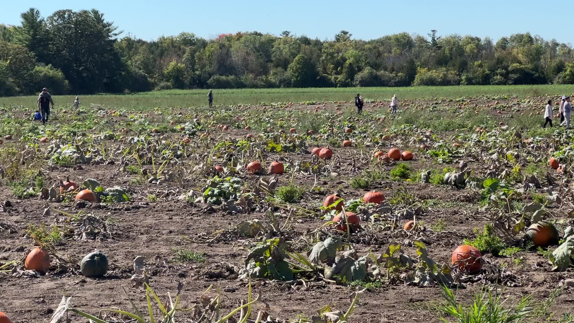 Pumpkin patch at a farm in Canada