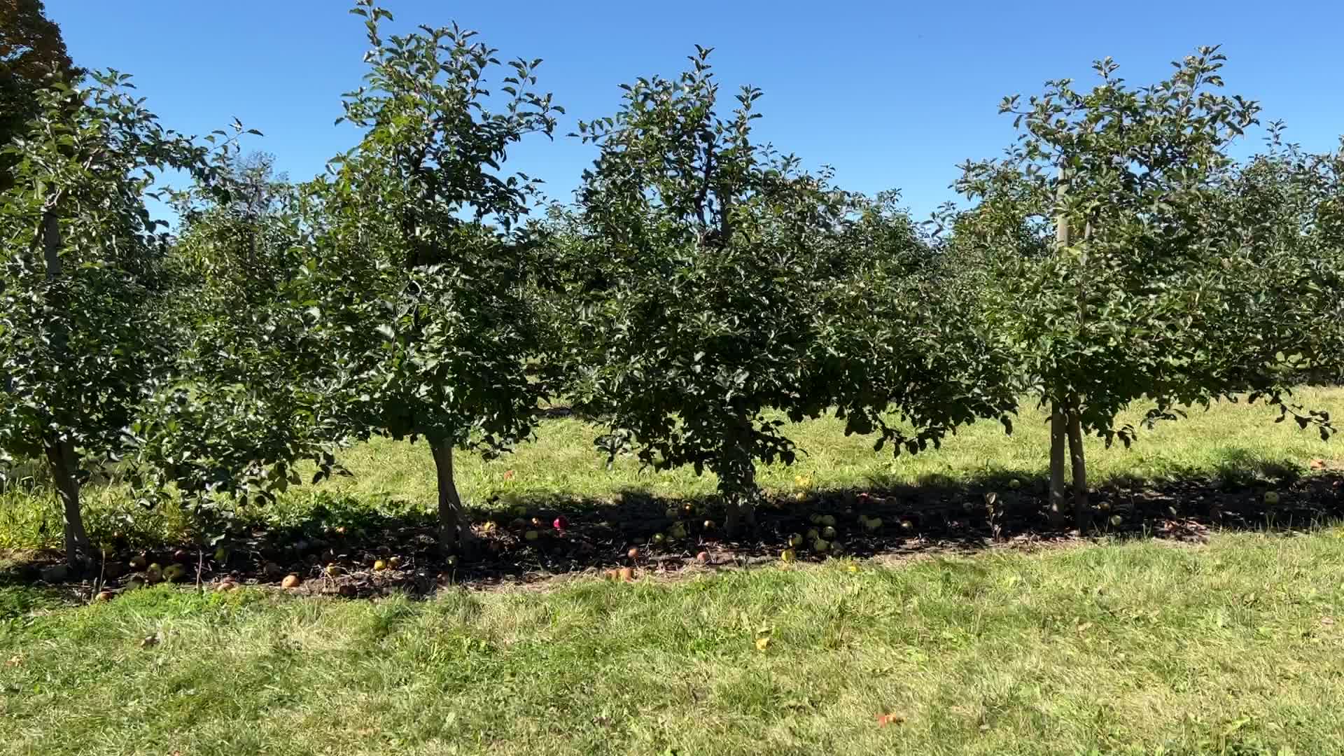 Apple picking in Canada