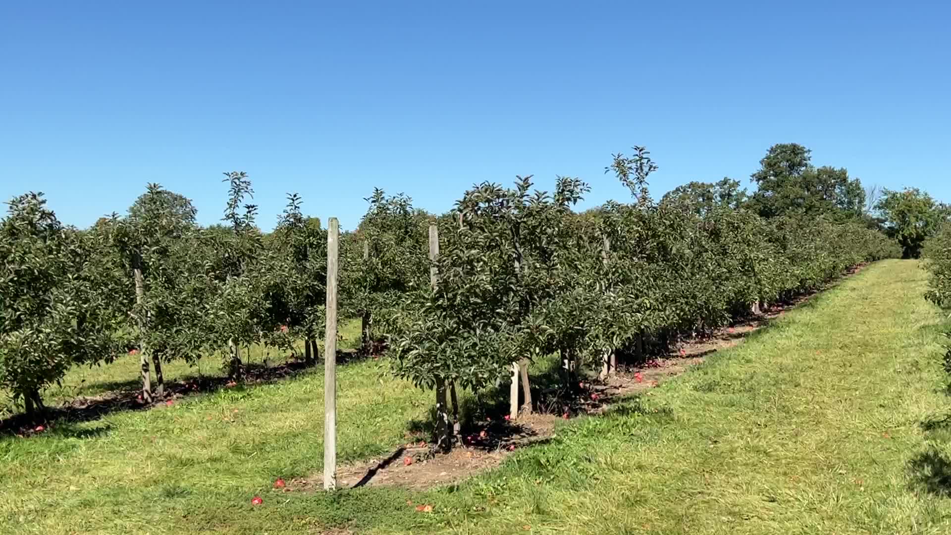 Apple picking in Canada