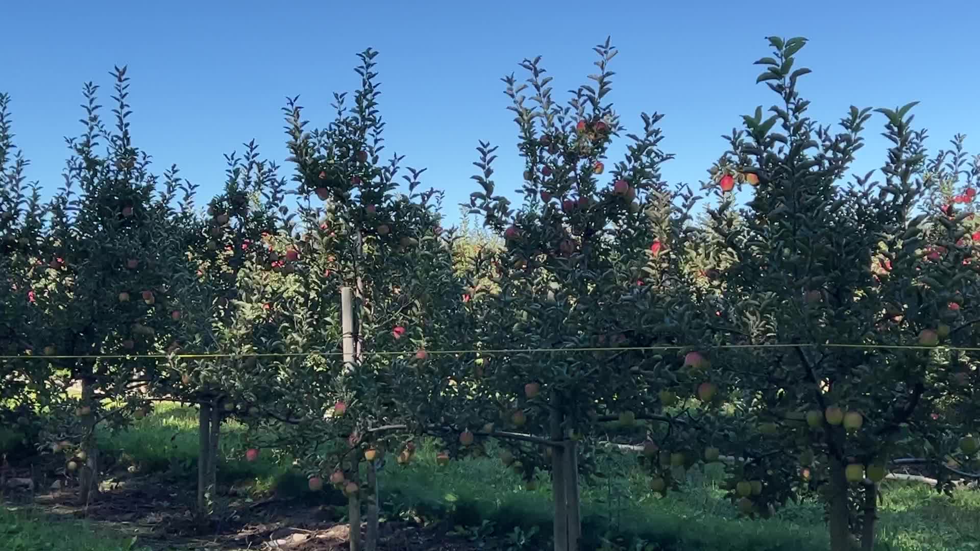 Apple picking in Canada