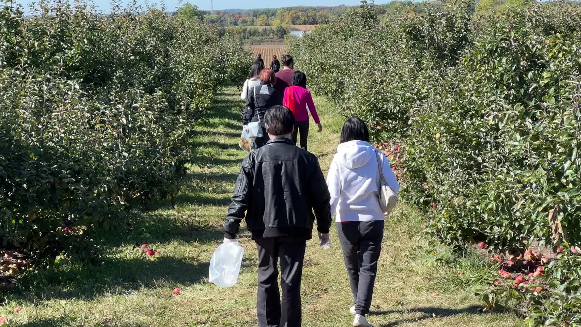 Apple picking in Canada