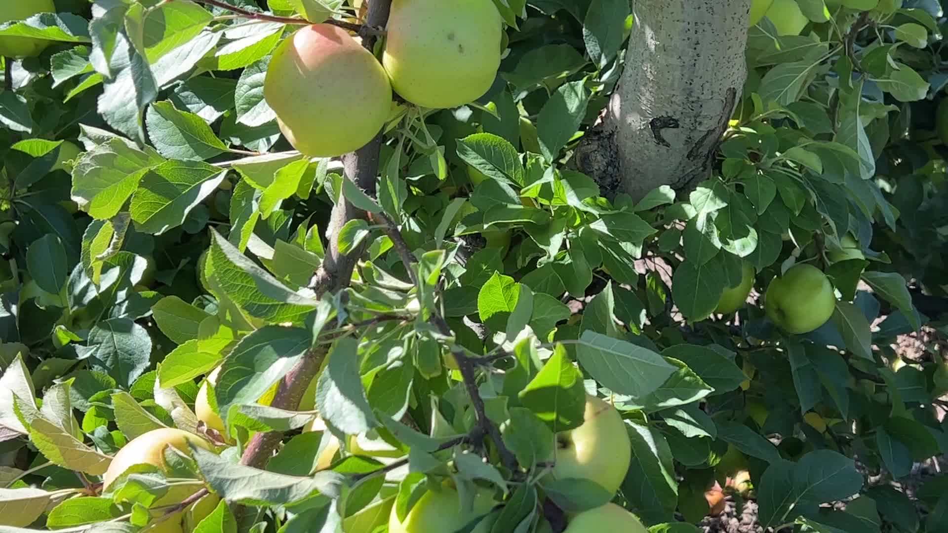 Apple picking in Canada