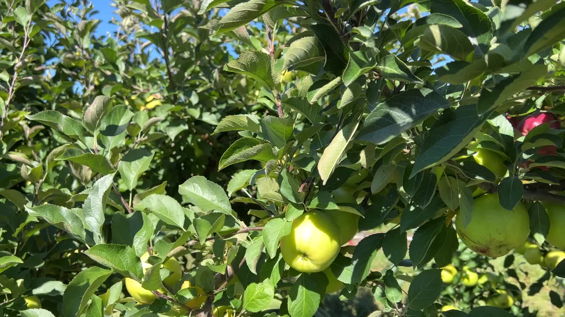 Apple picking in Canada