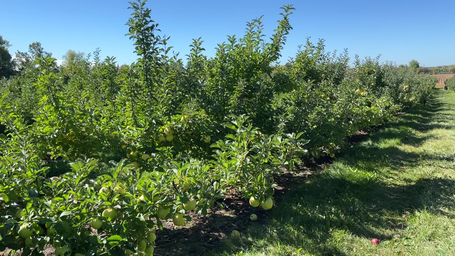 Apple picking in Canada