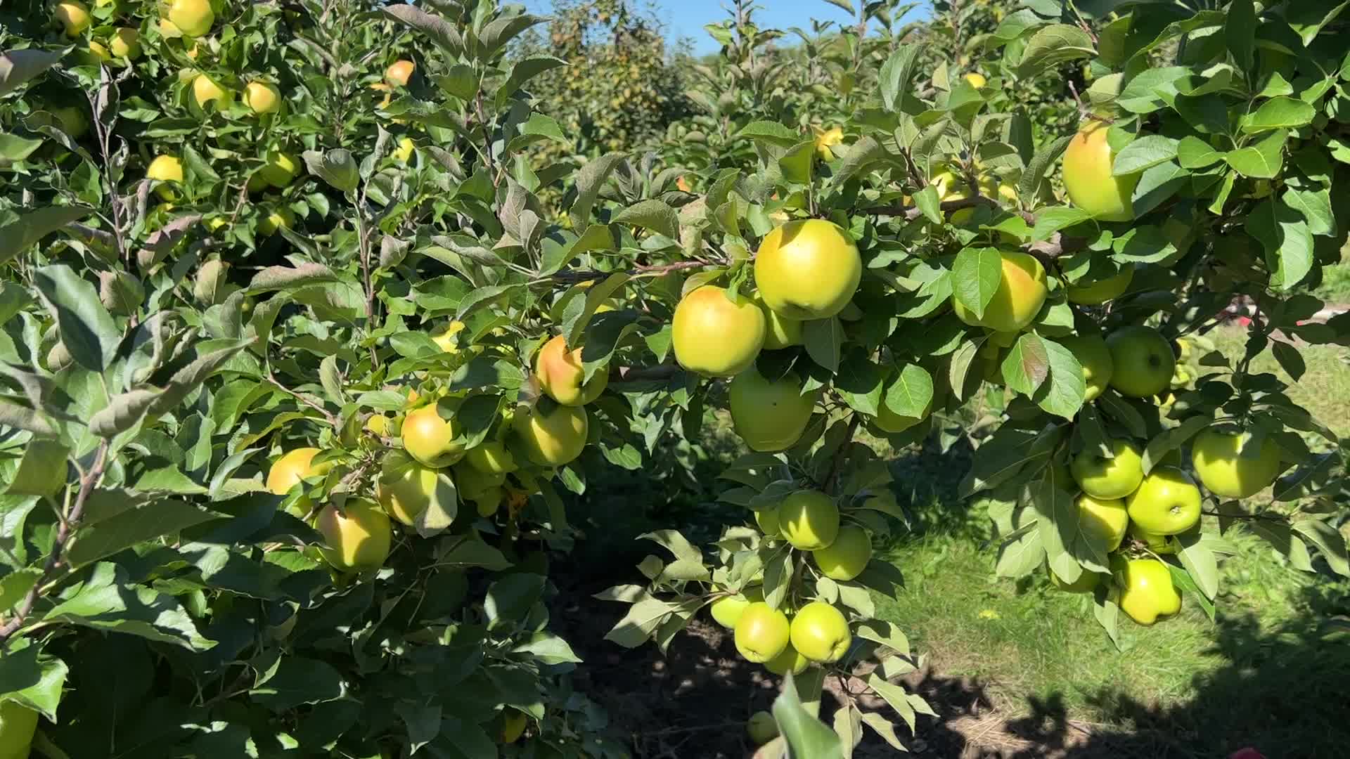 Apple picking in Canada