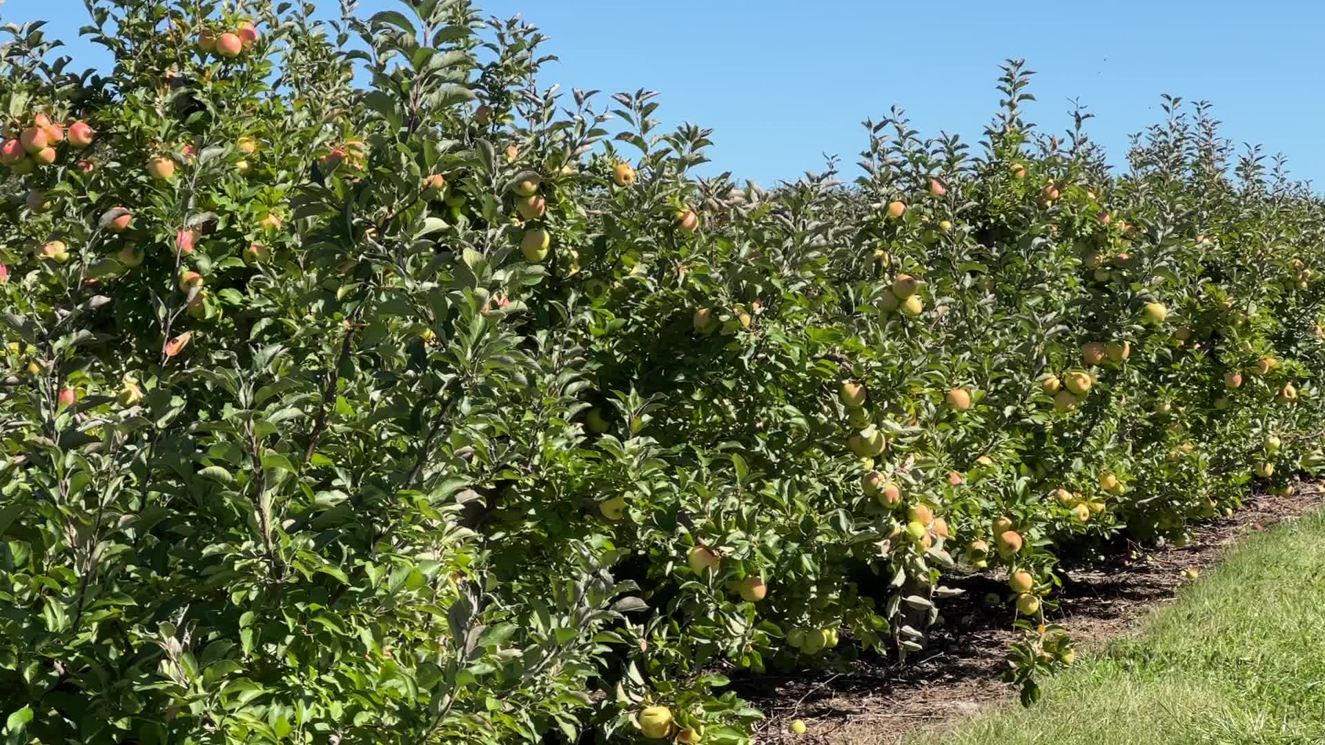 Apple picking in Canada