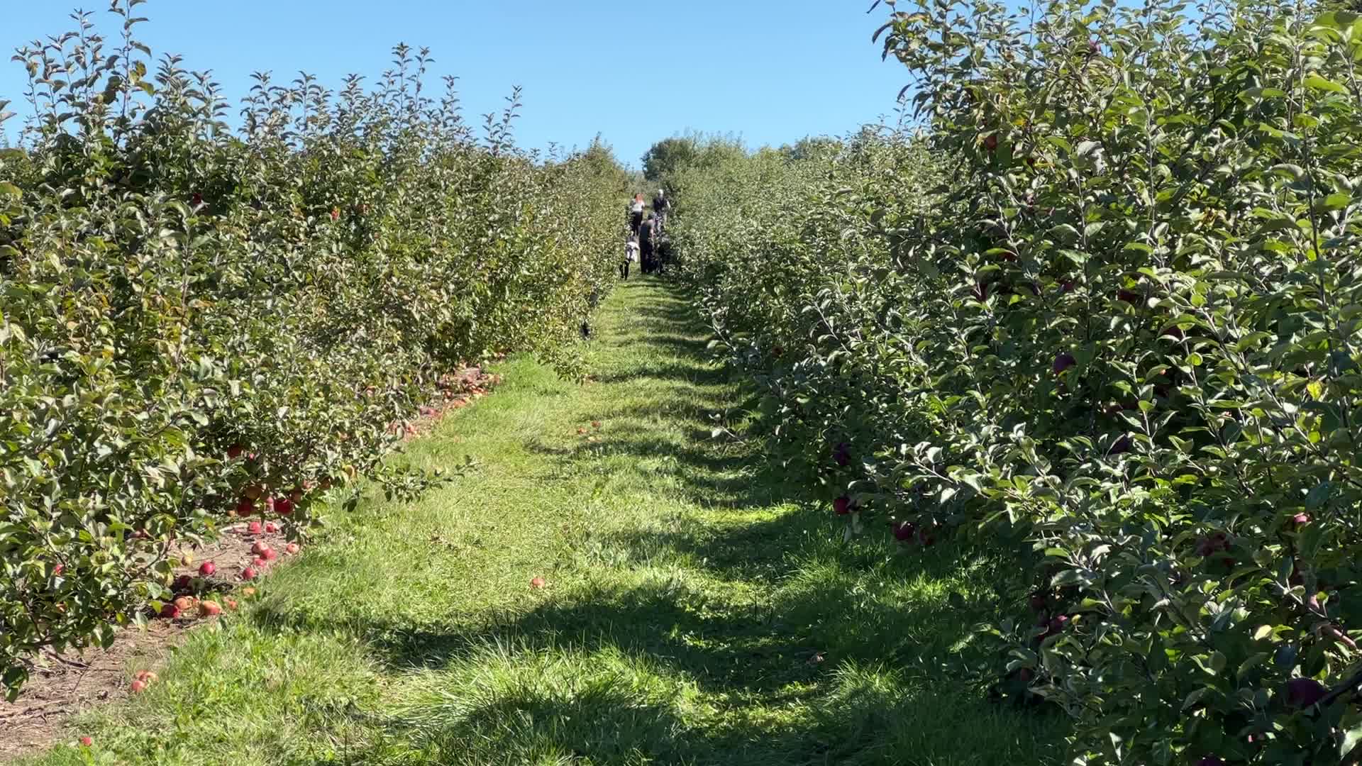 Apple picking in Canada