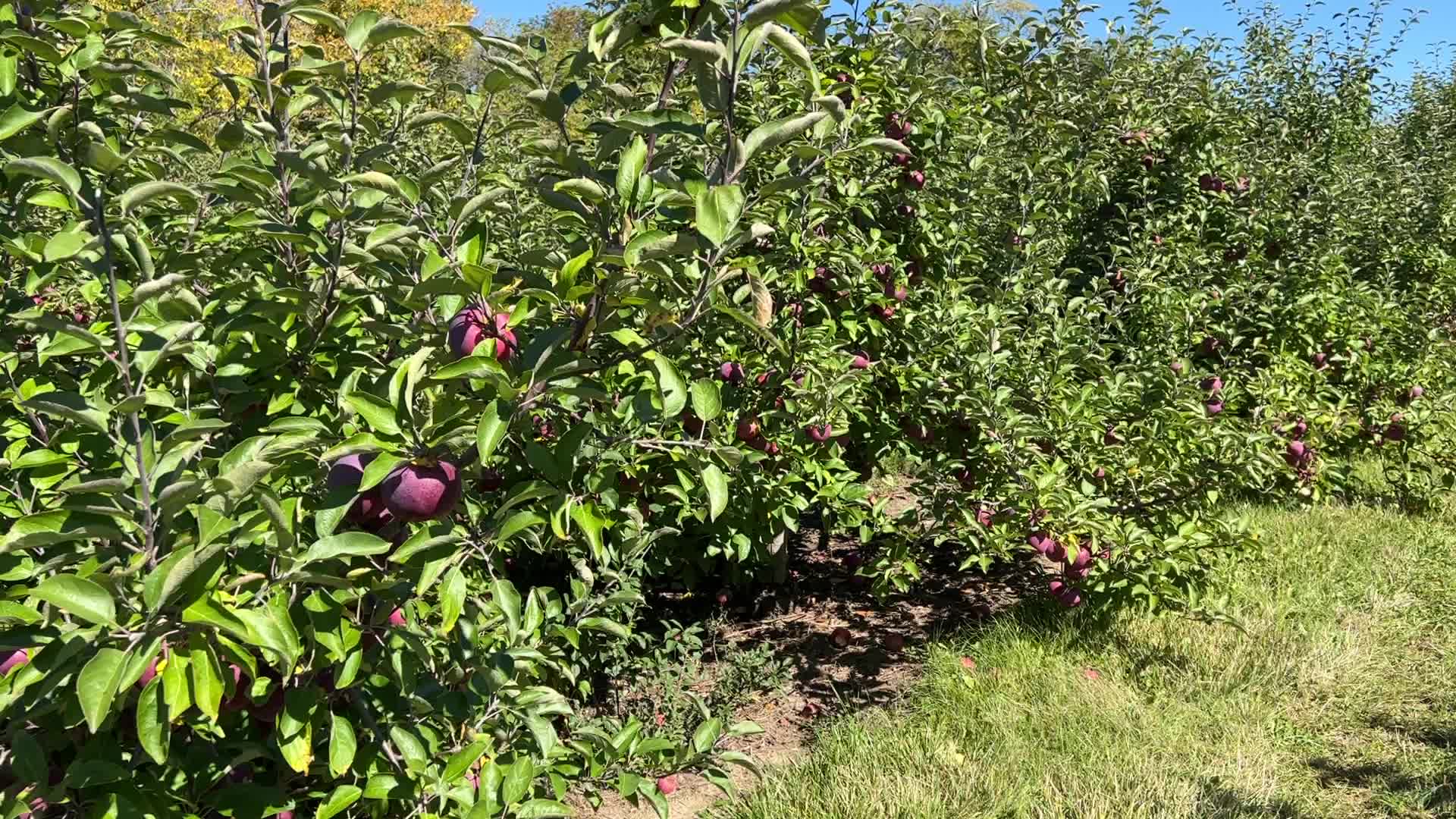Apple picking in Canada
