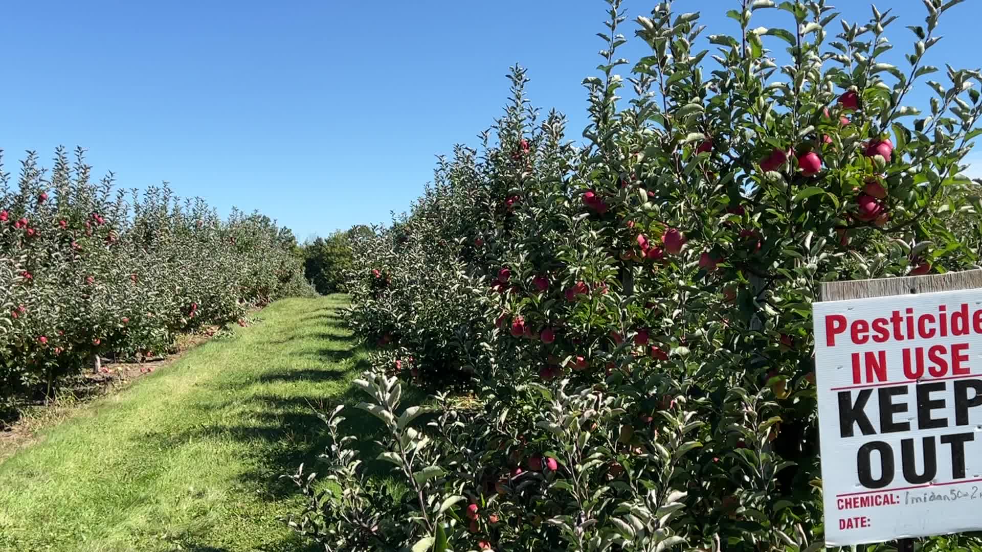 Apple picking in Canada