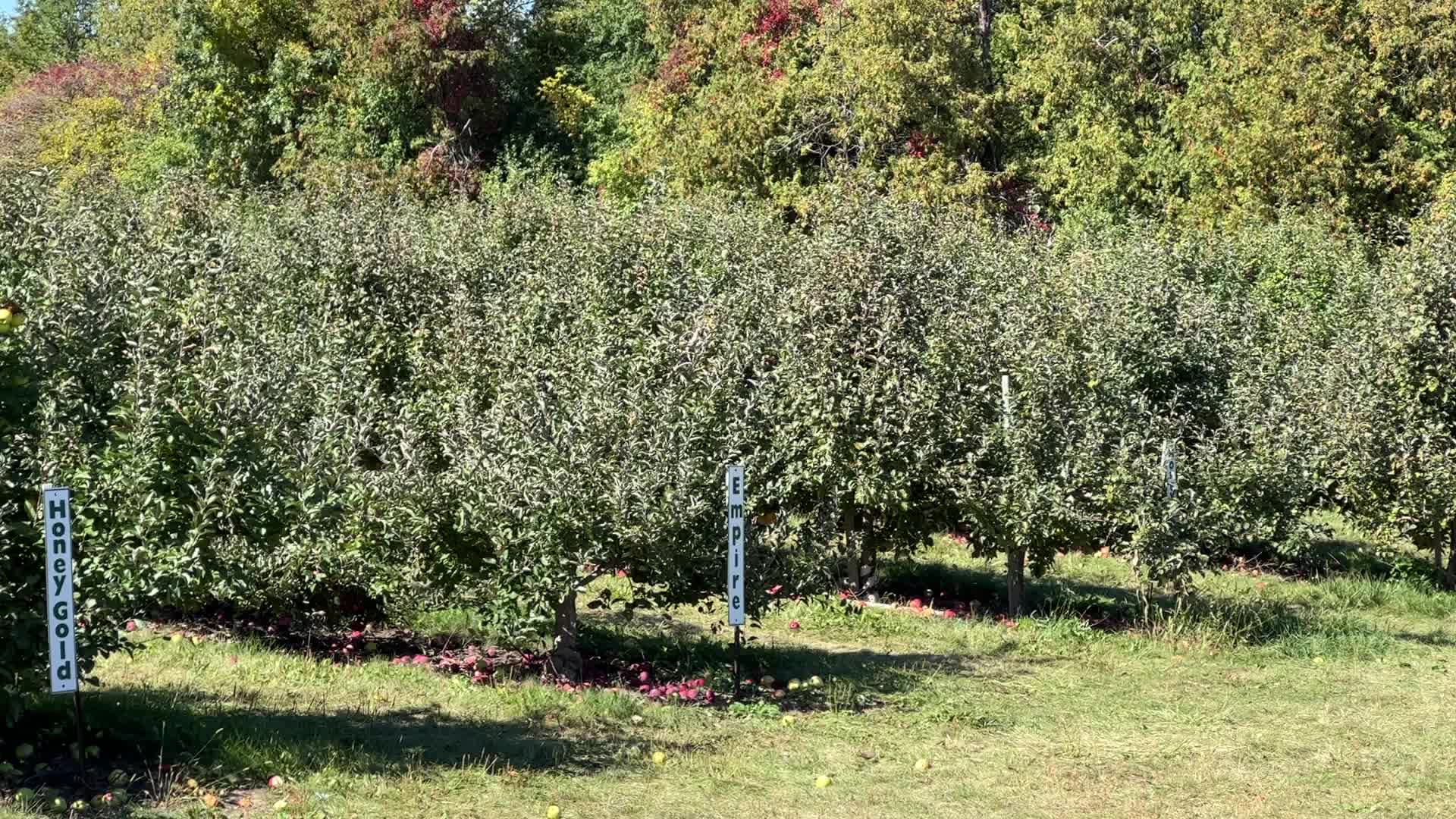 Apple picking in Canada