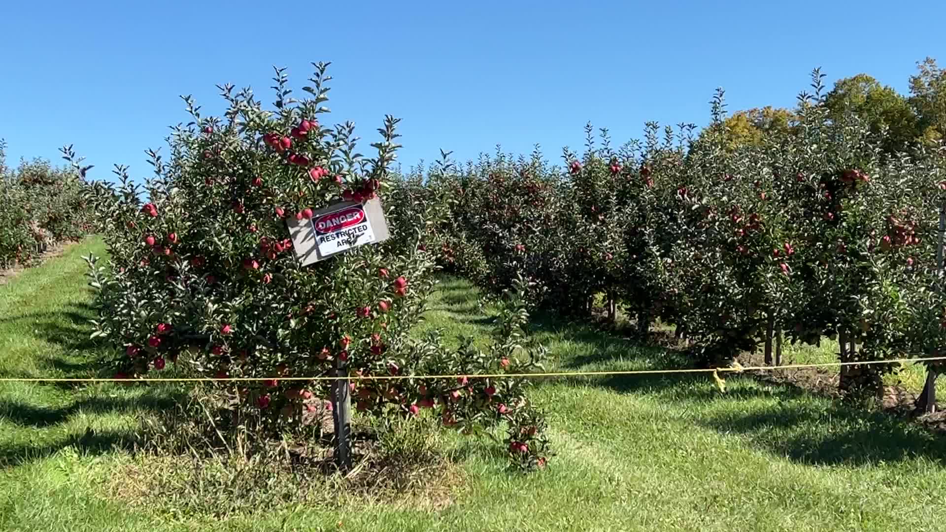 Apple picking in Canada