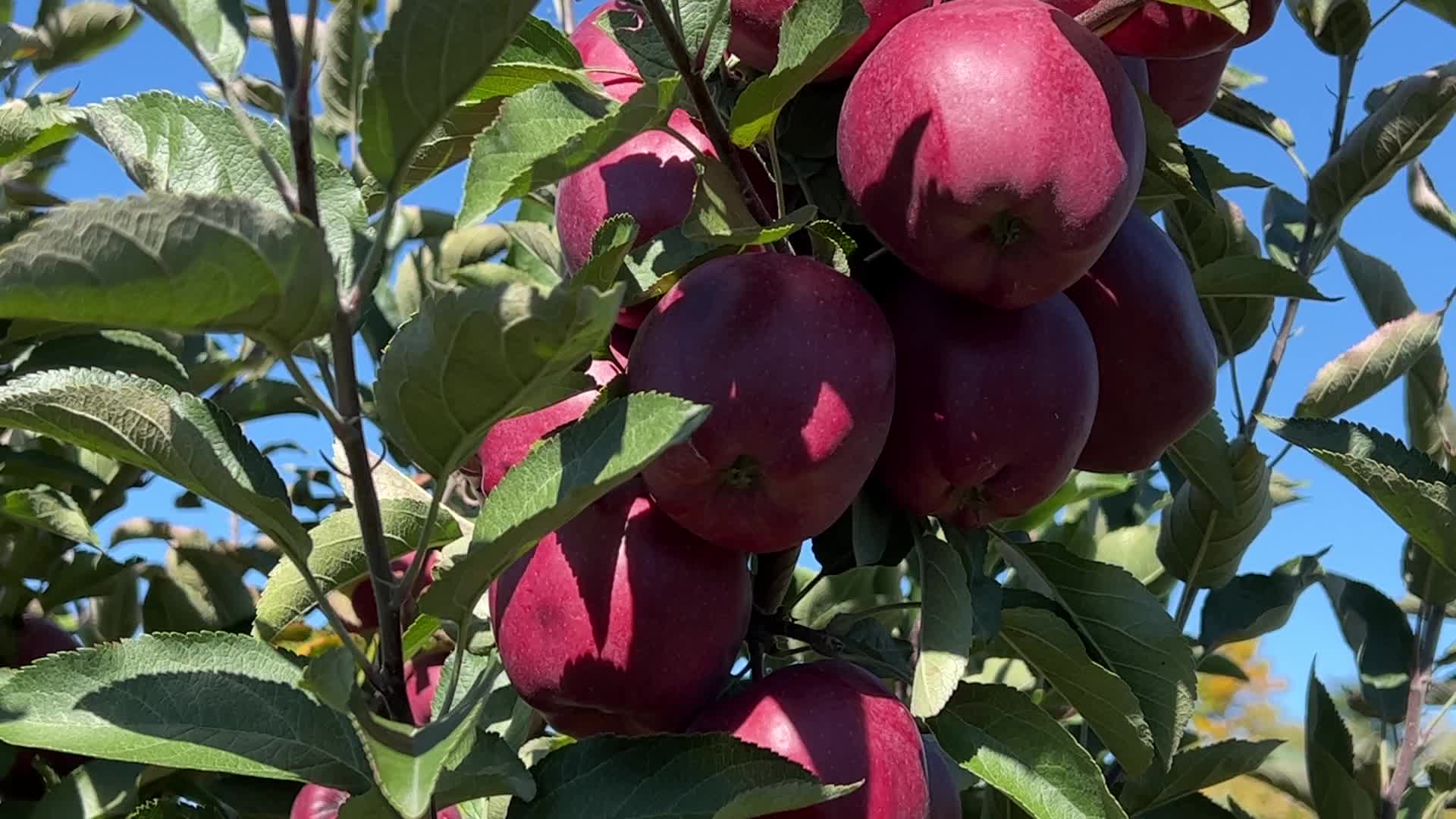 Apple picking in Canada