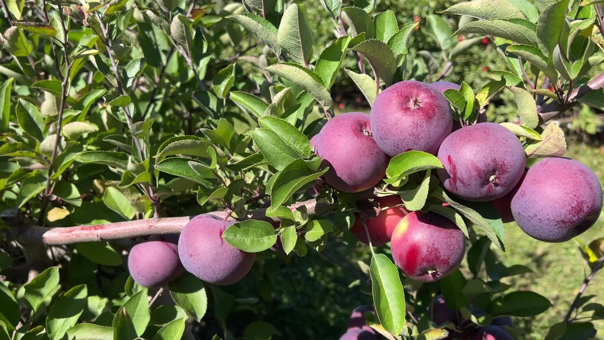 Apple picking in Canada