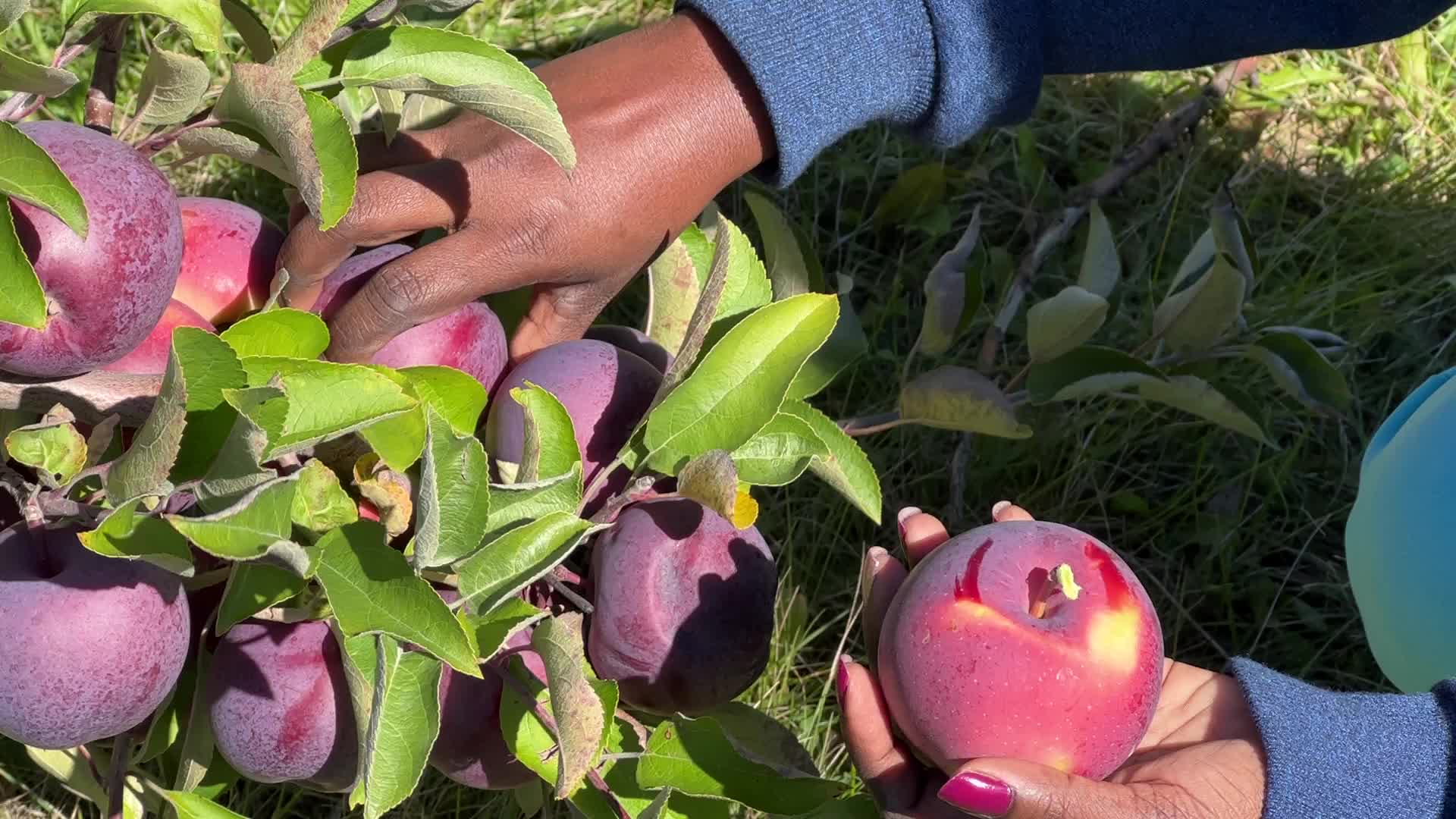 Apple picking in Canada