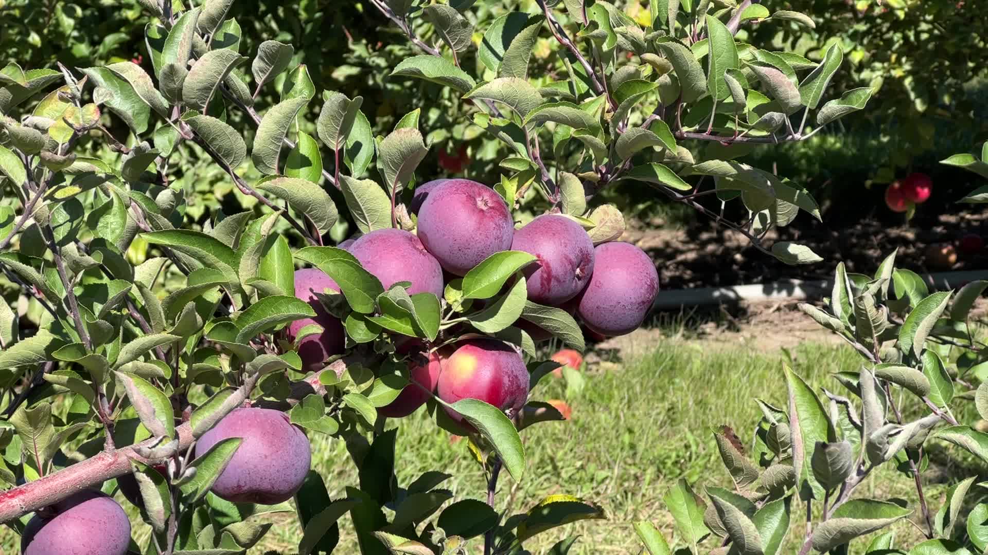 Apple picking in Canada