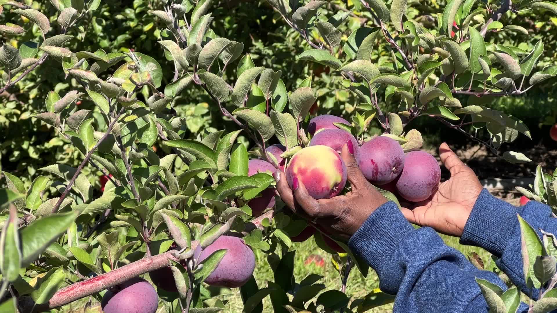 Apple picking in Canada