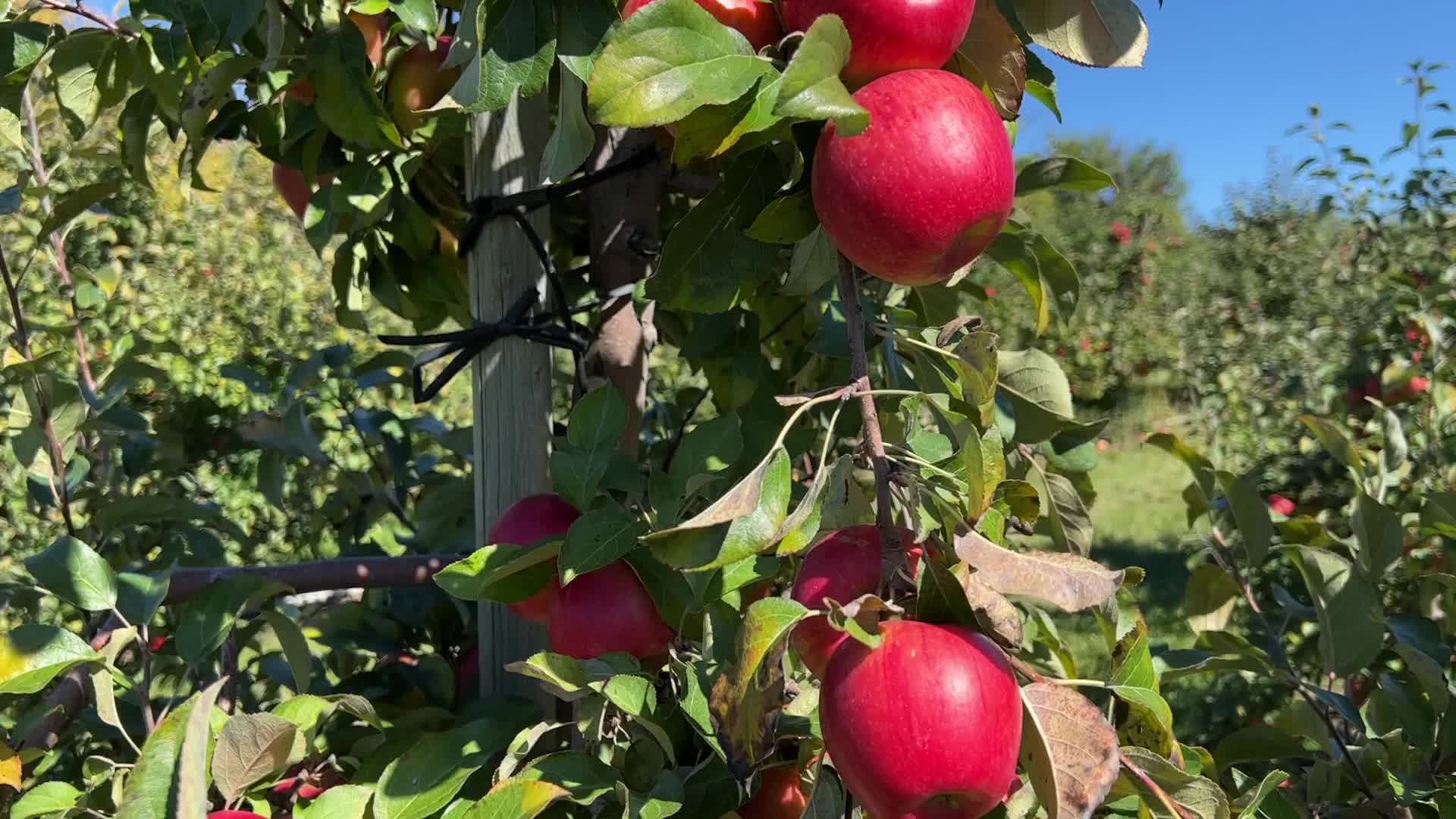 Apple picking in Canada