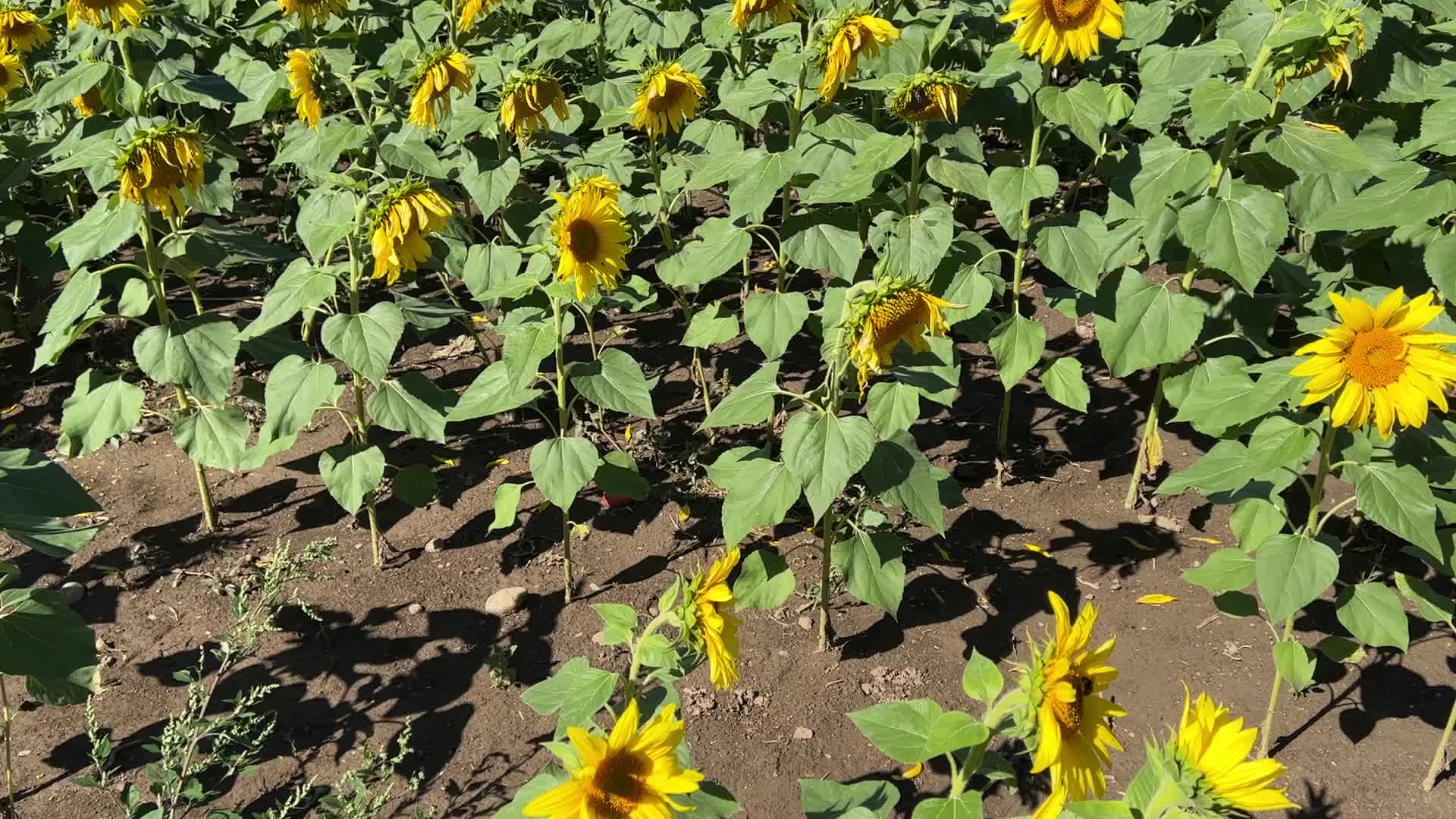 Sunflower field in Canada