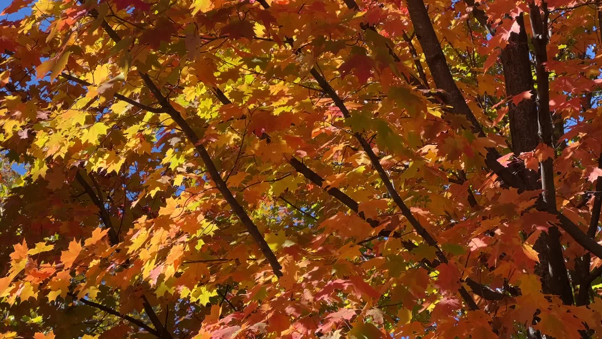 Autumn season in Canada