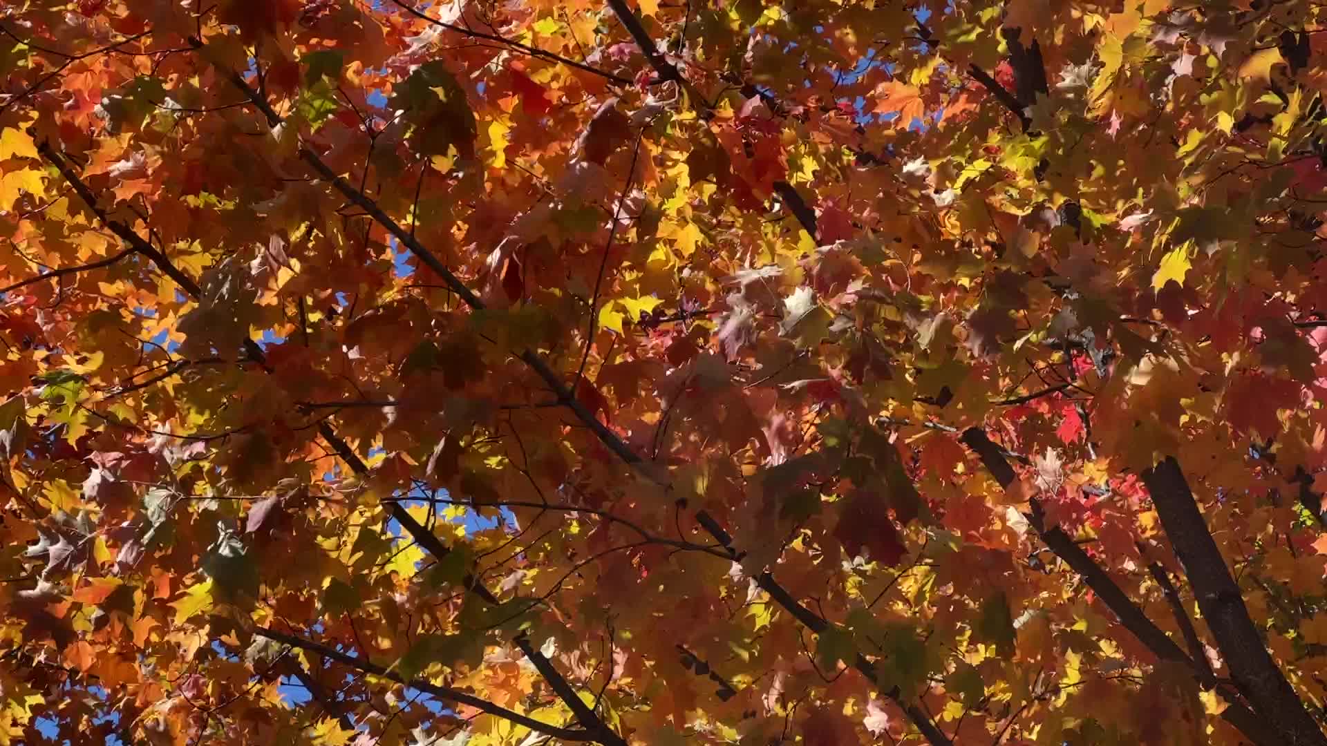 Autumn season in Canada