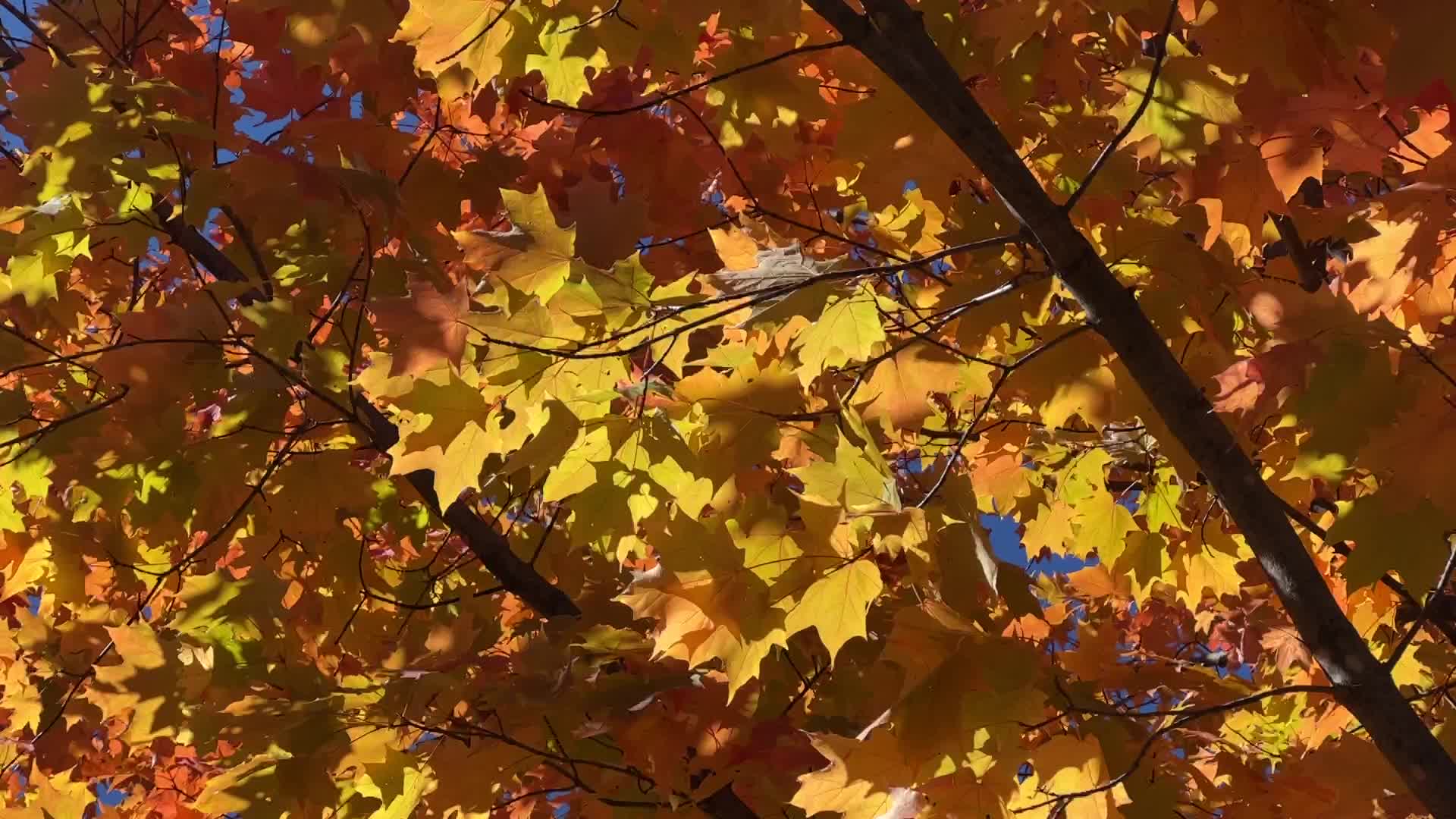 Autumn season in Canada