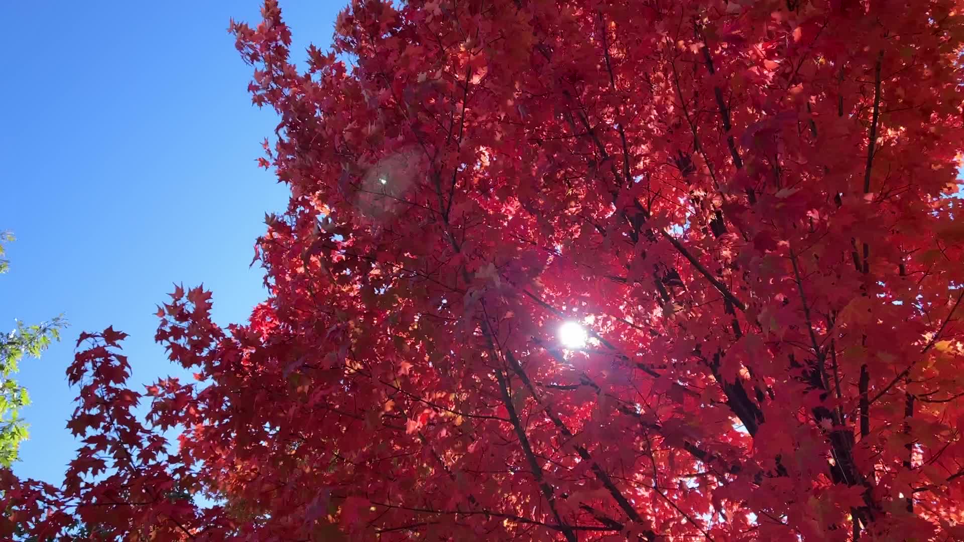 Autumn season in Canada