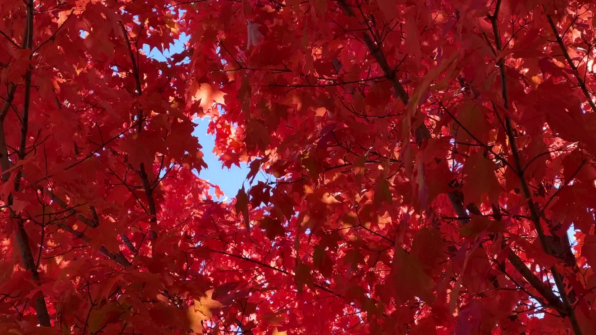 Autumn season in Canada