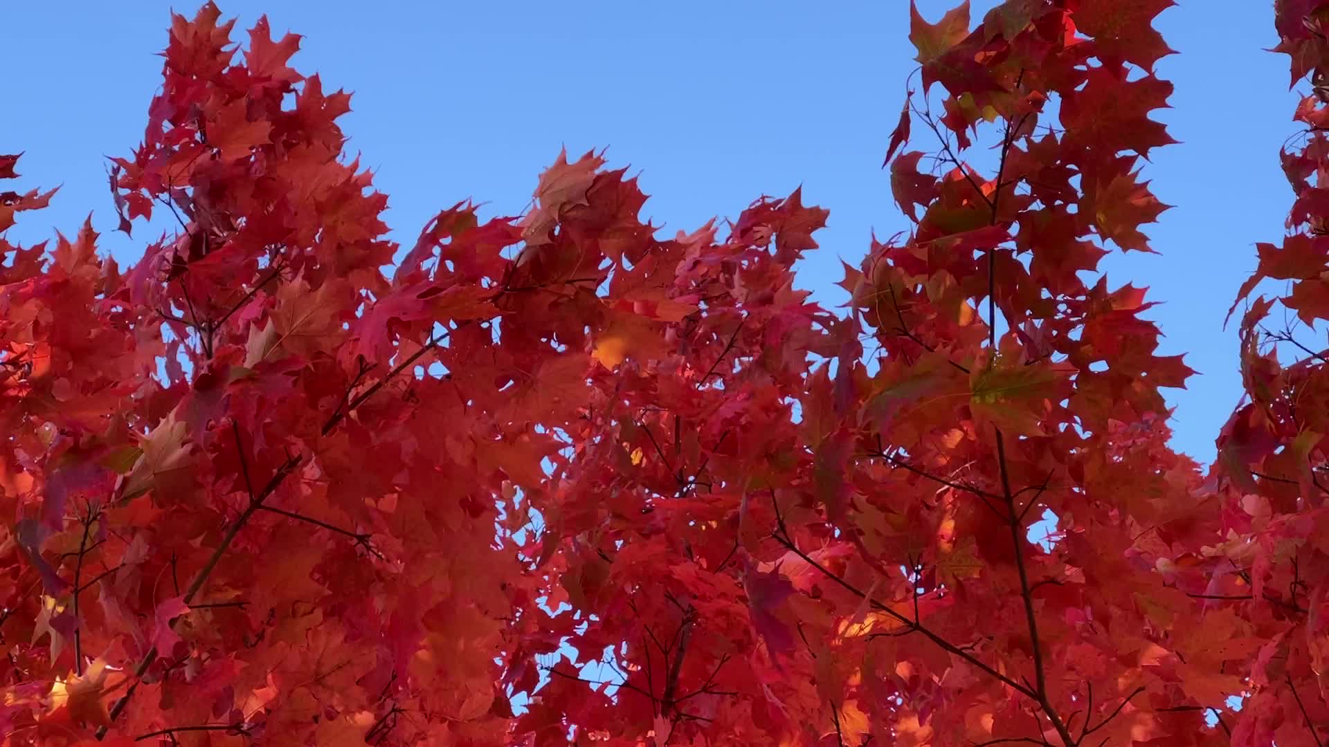 Autumn season in Canada