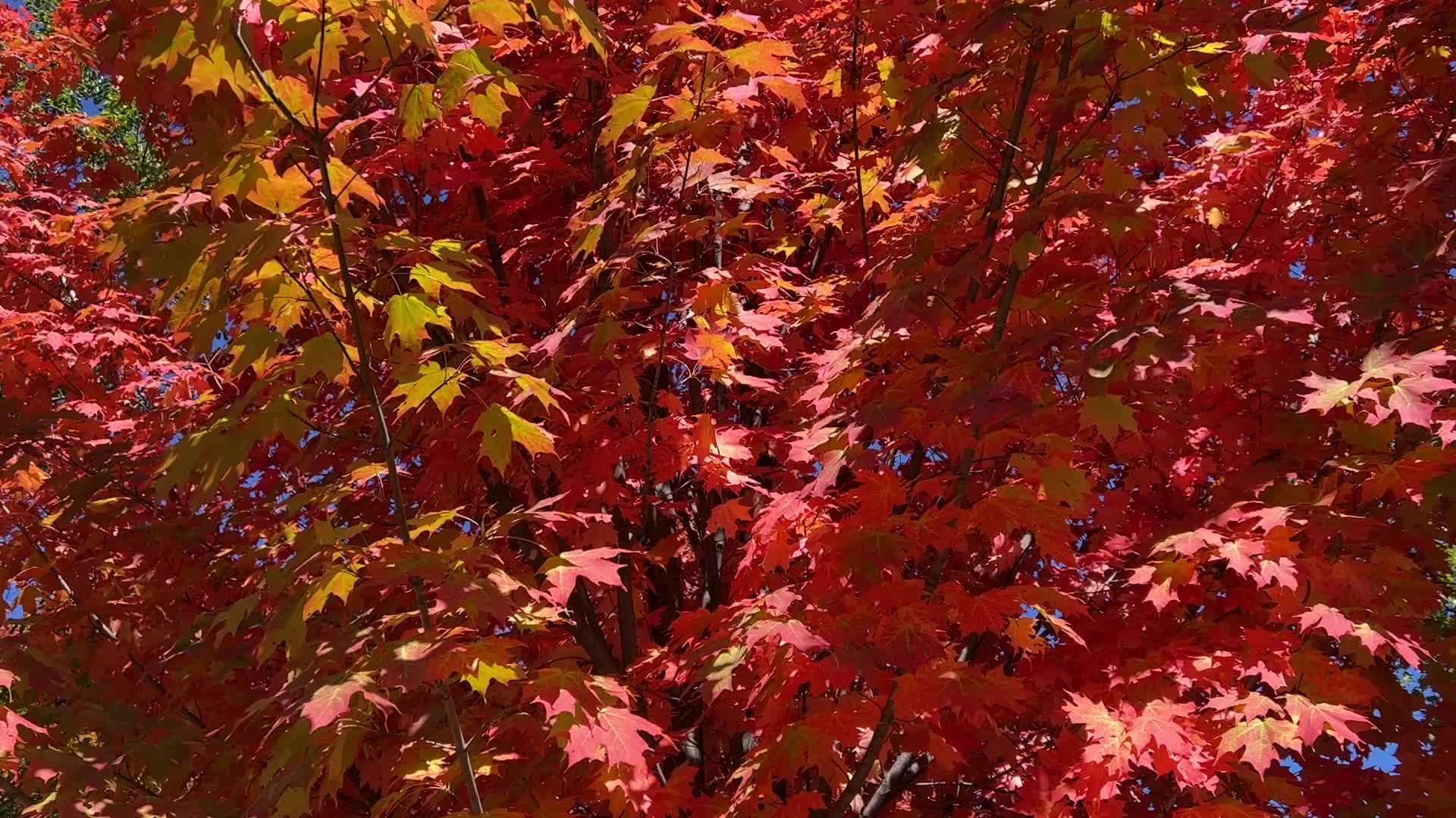 Autumn season in Canada