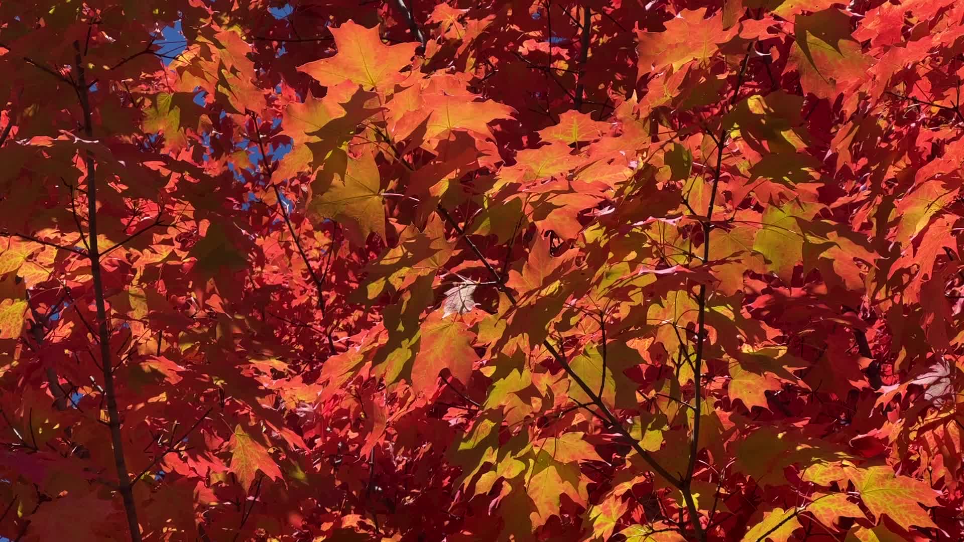 Autumn season in Canada