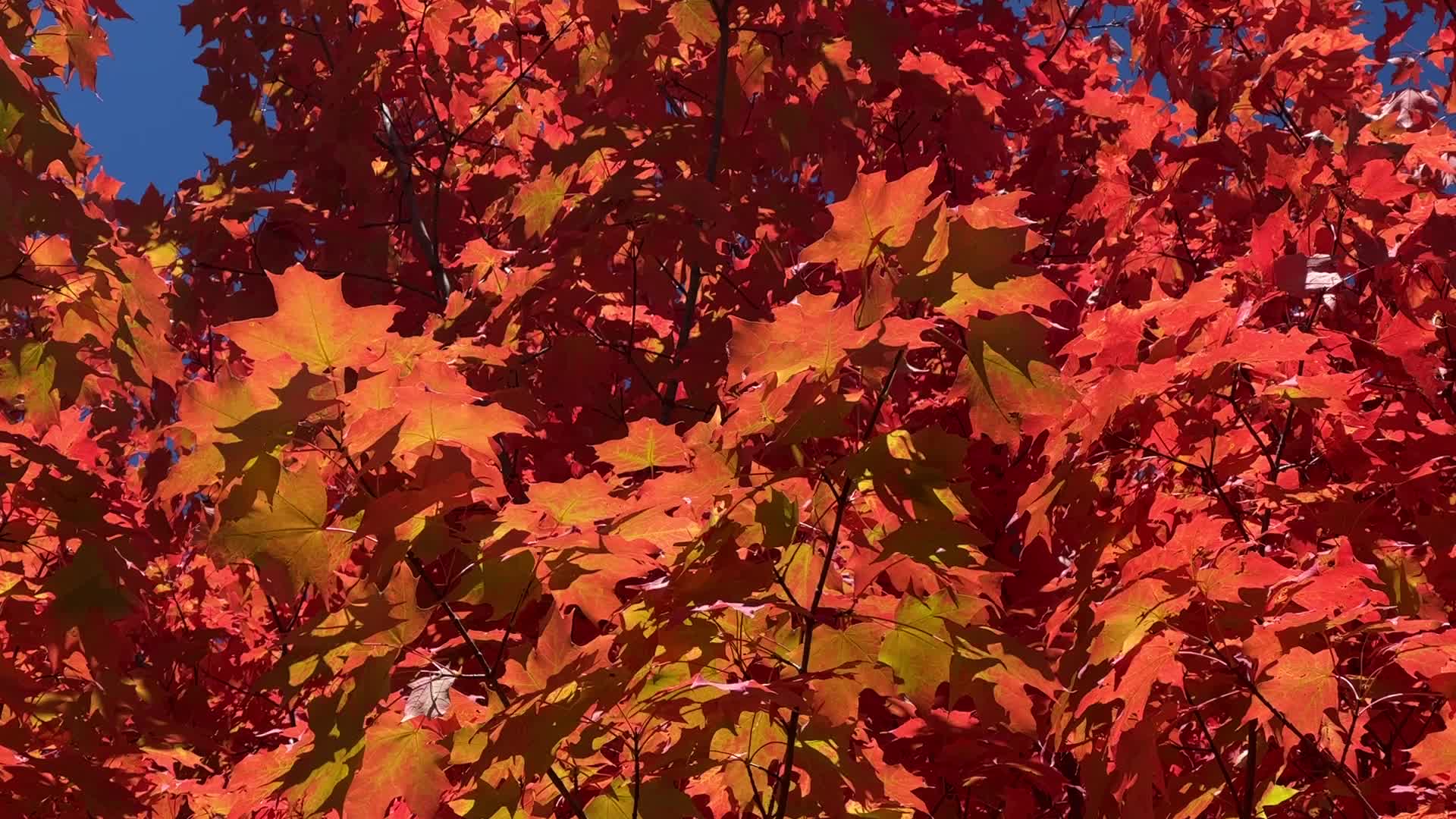 Autumn season in Canada