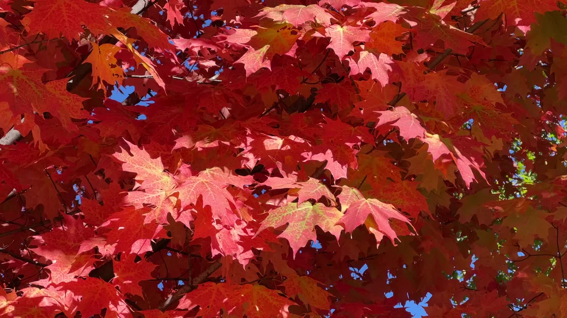 Autumn season in Canada