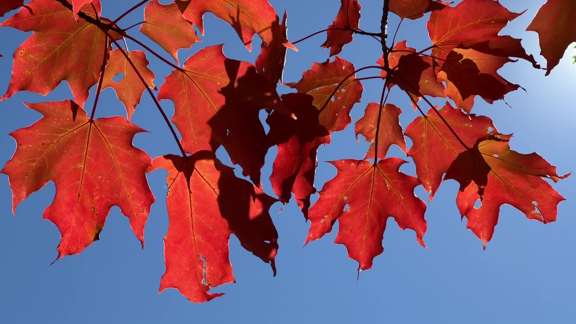 Autumn season in Canada