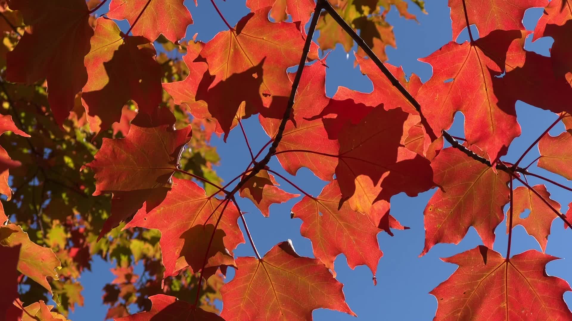 Autumn season in Canada