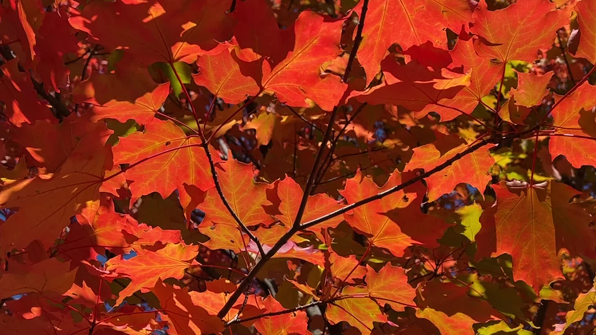 Autumn season in Canada