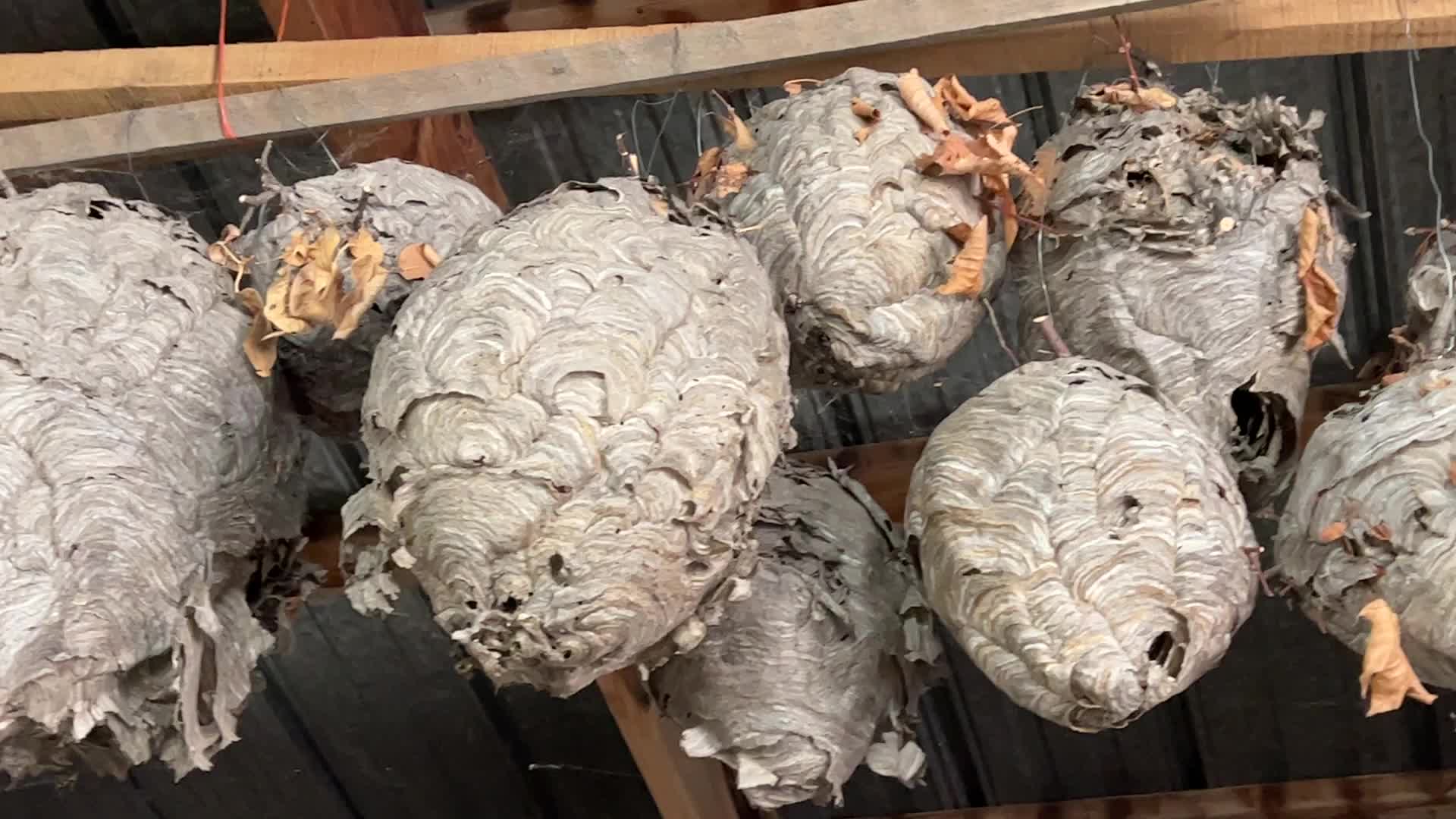 Paper wasp nests